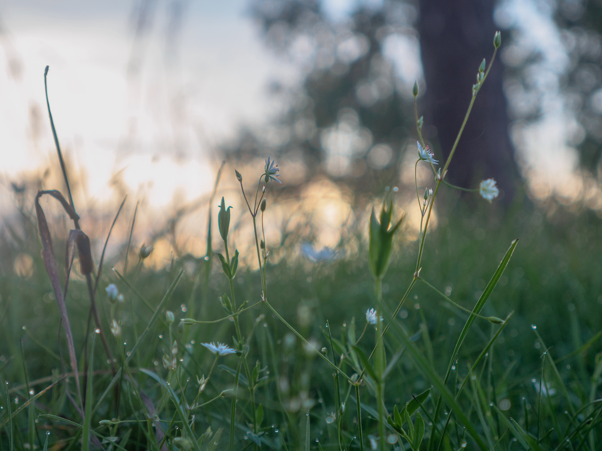 LUMIX G VARIO 14-42/F3.5-5.6 II sample photo. ... photography