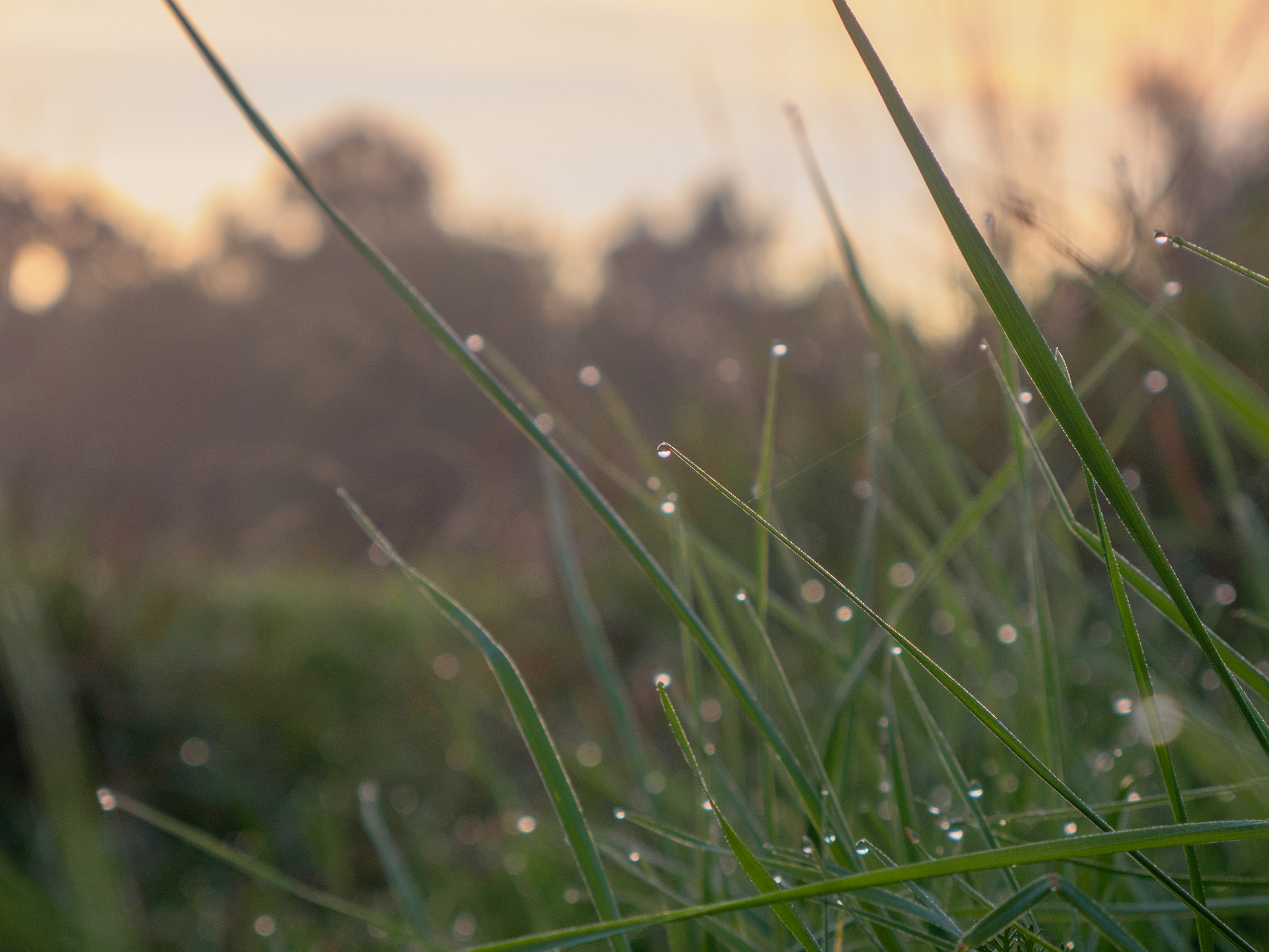 LUMIX G VARIO 14-42/F3.5-5.6 II sample photo. Drops photography