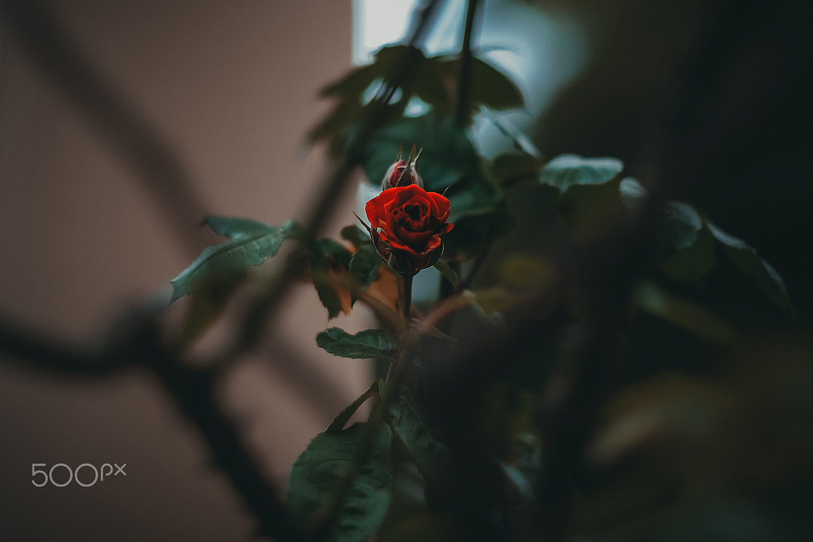 Nikon D3000 + Nikon AF-S Nikkor 50mm F1.4G sample photo. Дикая красная роза photography