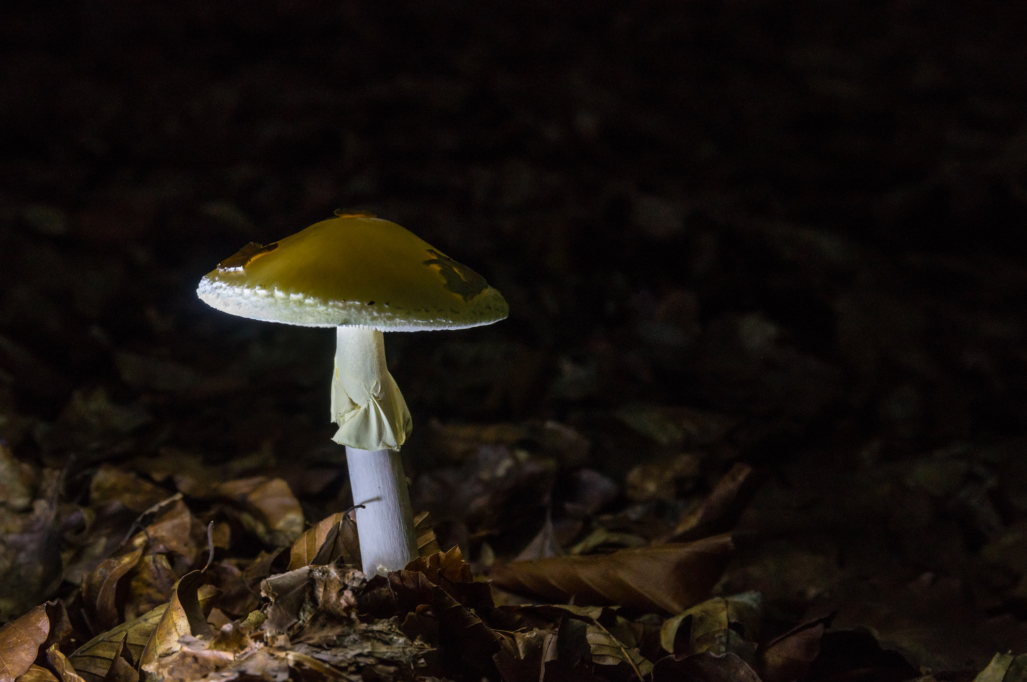 Sony SLT-A55 (SLT-A55V) sample photo. Sponge at night photography