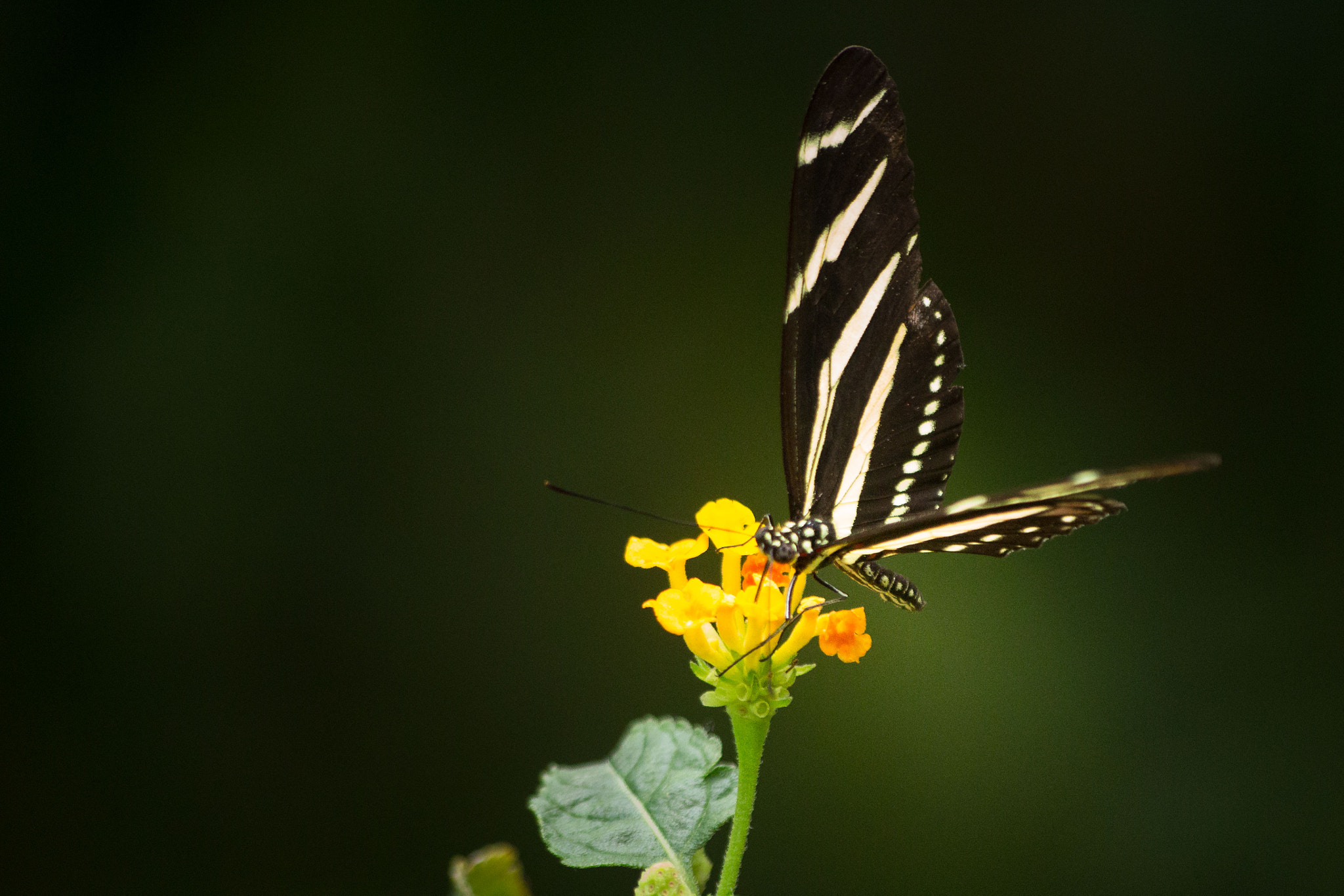 Sigma 70-300mm F4-5.6 APO DG Macro sample photo. Butterfly wings photography