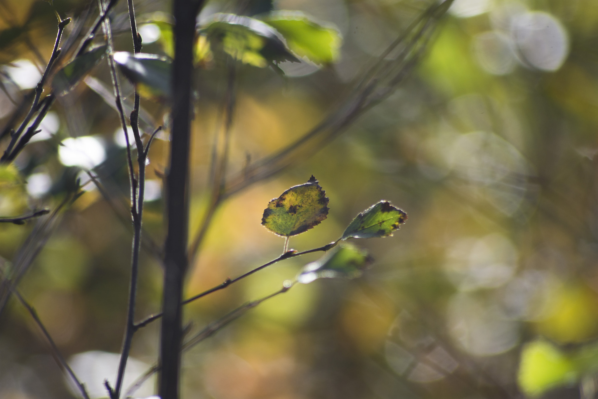Sigma 70-300mm F4-5.6 APO DG Macro sample photo. The colours says autumn. photography