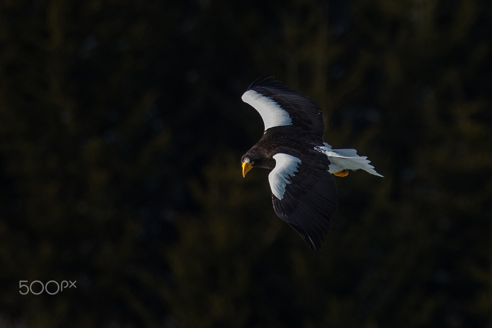 Canon EF 500mm F4L IS II USM sample photo. Taking a target photography