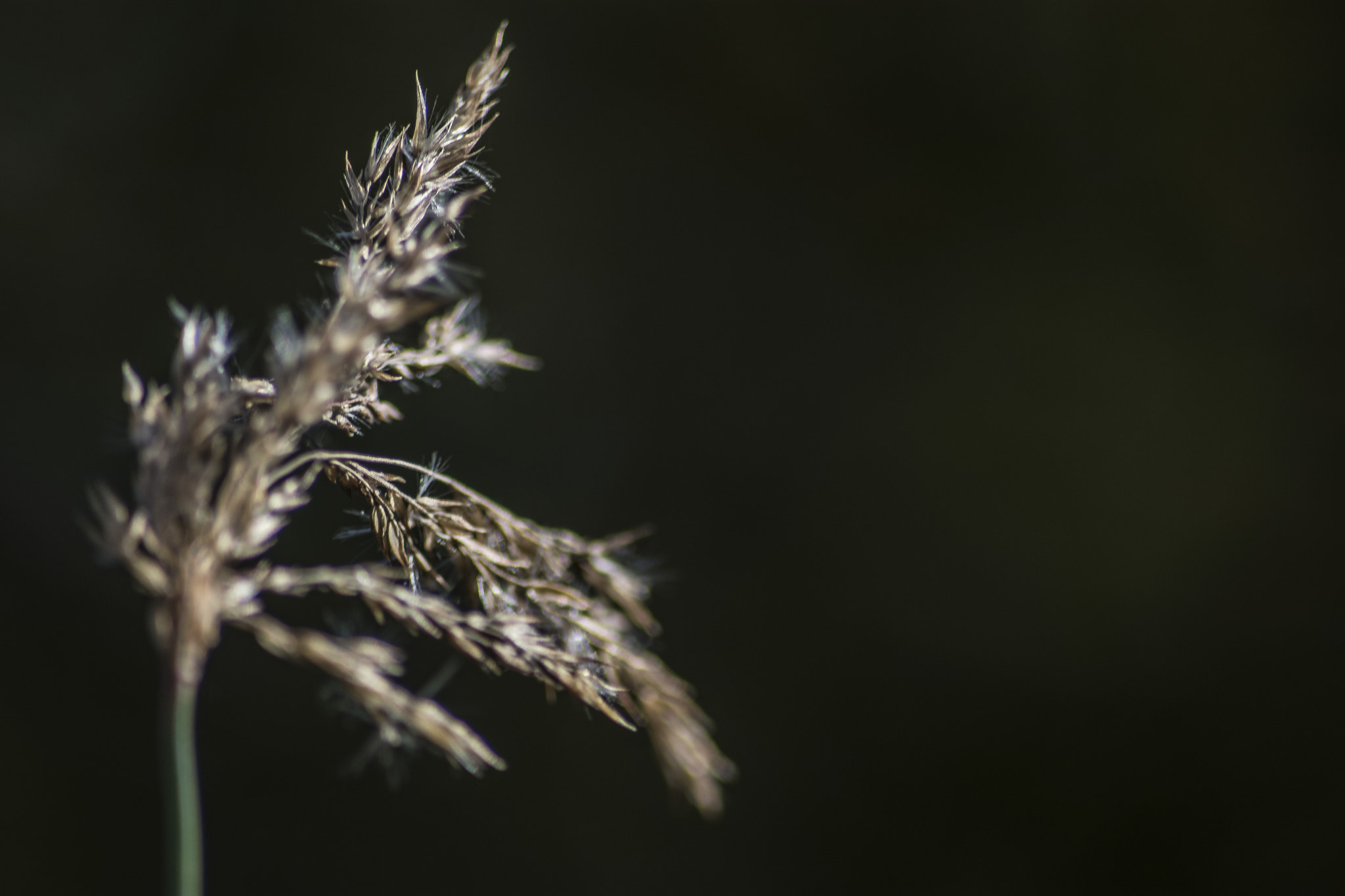 Sigma 70-300mm F4-5.6 APO DG Macro sample photo. 70-300mm, it's amazing photography