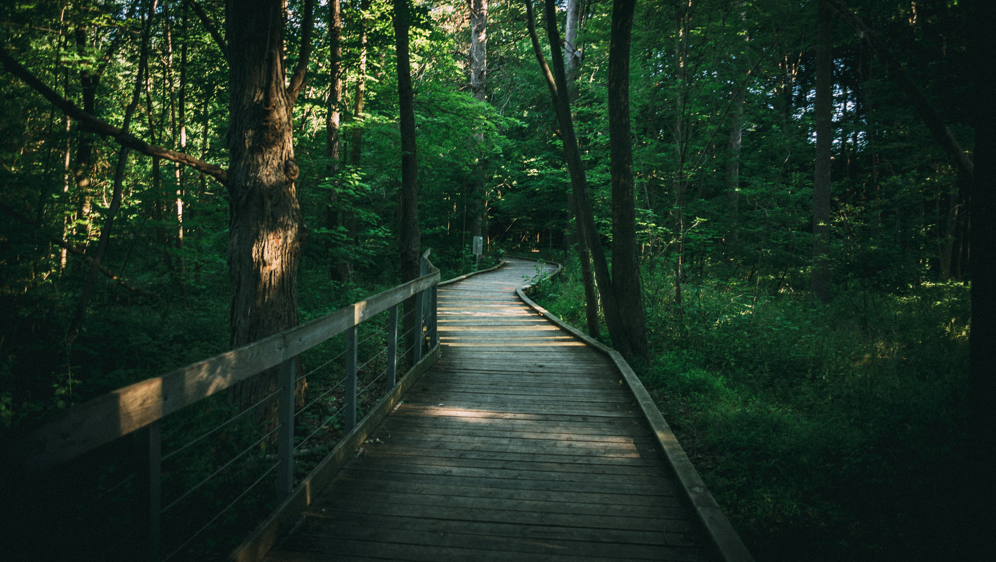 Nikon D600 + Nikon AF Nikkor 24mm F2.8D sample photo. Forest photography