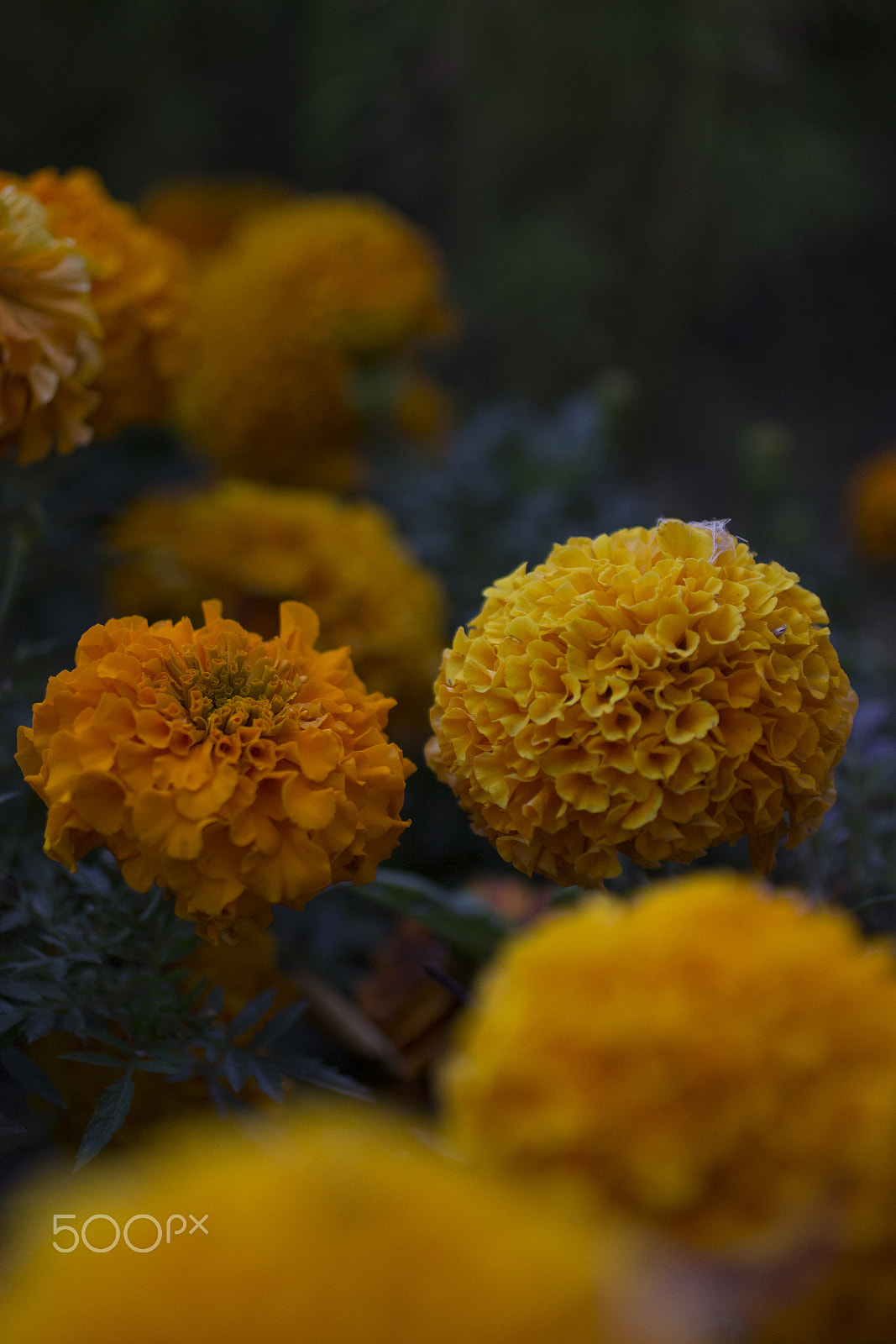 Canon EOS 600D (Rebel EOS T3i / EOS Kiss X5) + Canon EF 50mm F2.5 Macro sample photo. Autumn flowers photography