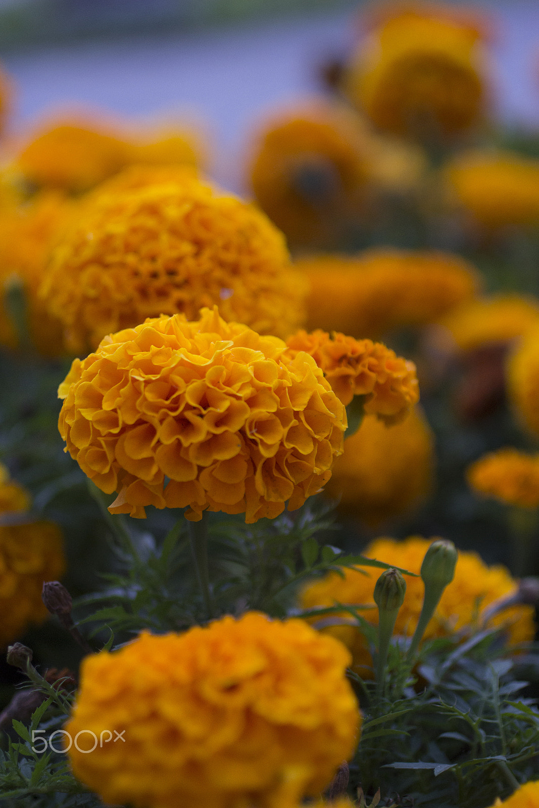 Canon EOS 600D (Rebel EOS T3i / EOS Kiss X5) + Canon EF 50mm F2.5 Macro sample photo. Autumn flowers photography