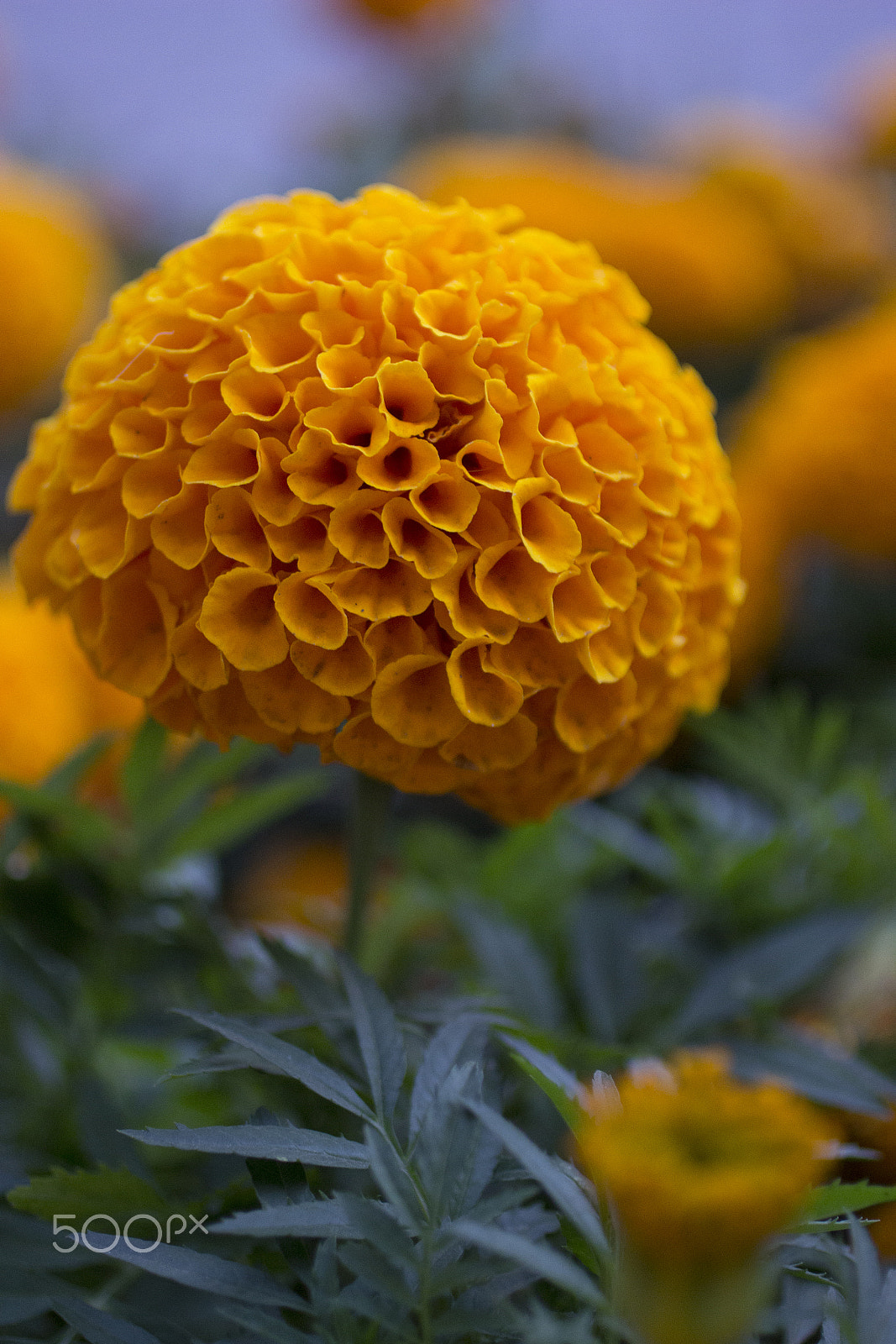 Canon EOS 600D (Rebel EOS T3i / EOS Kiss X5) + Canon EF 50mm F2.5 Macro sample photo. Autumn flowers photography