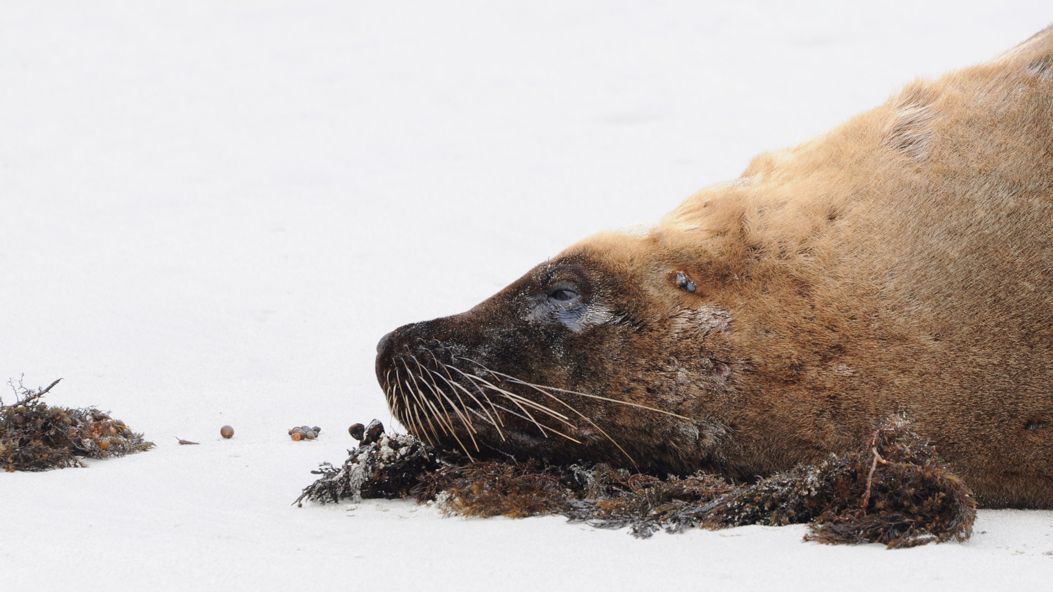 Sigma 50-500mm F4.5-6.3 DG OS HSM sample photo. Fur seal photography