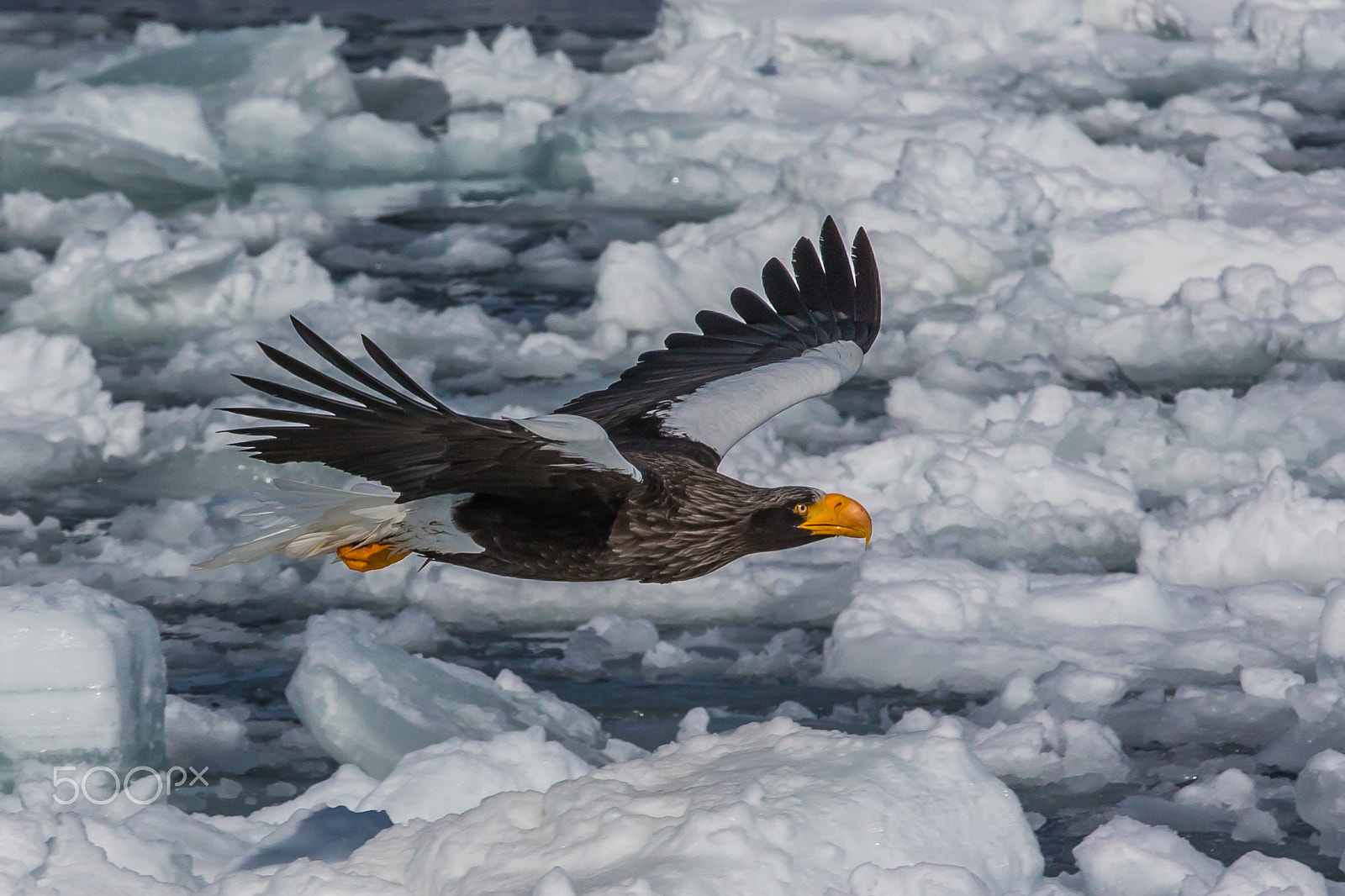 Canon EOS-1D X + Canon EF 70-200mm F2.8L IS II USM sample photo. Flying low among floating ices photography