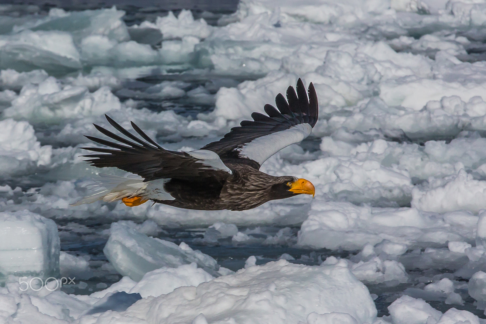 Canon EOS-1D X sample photo. Flying low among floating ices photography