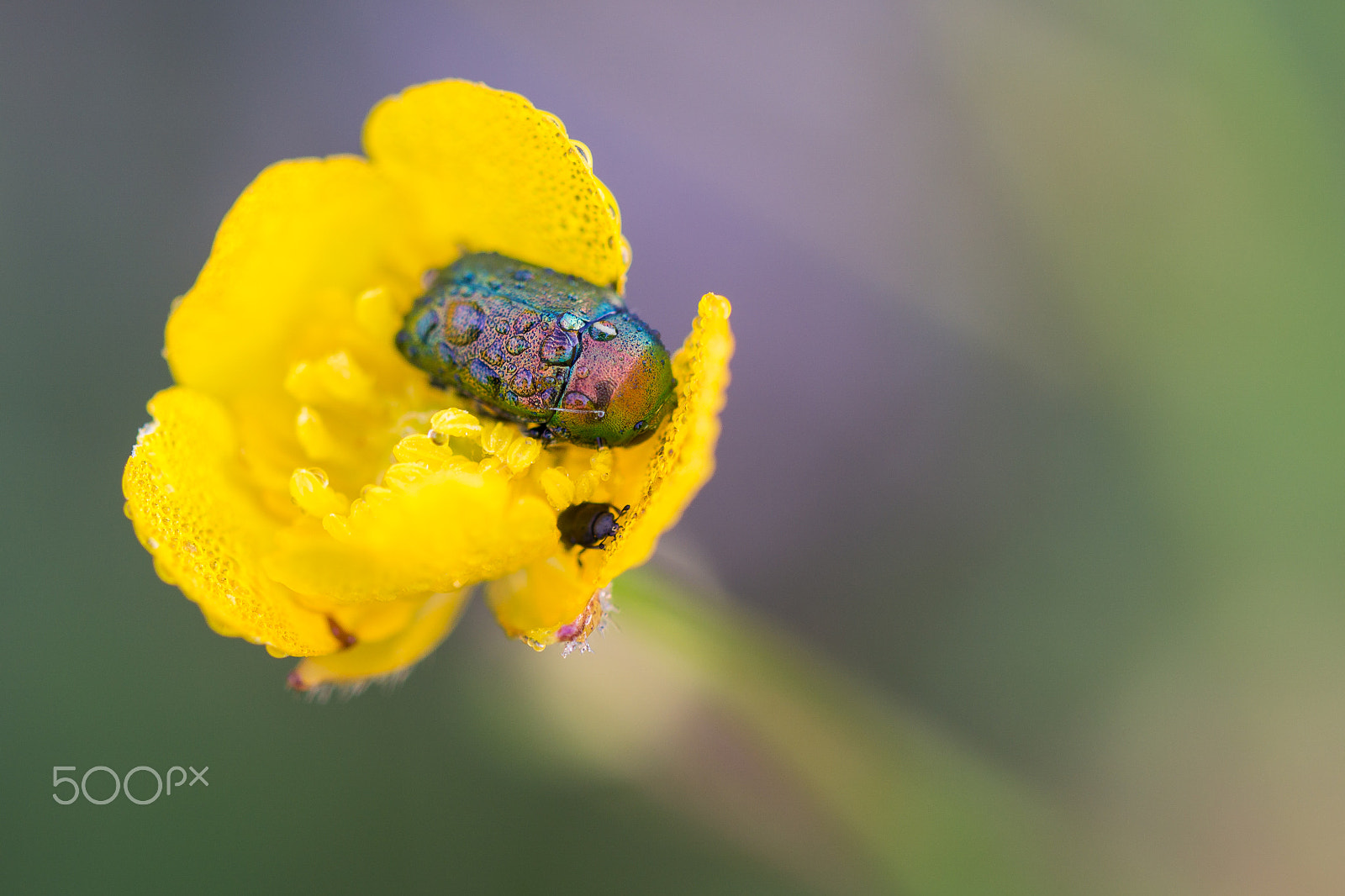 Sony a6000 + Tamron Lens (255) sample photo. Colorful rose chafer photography