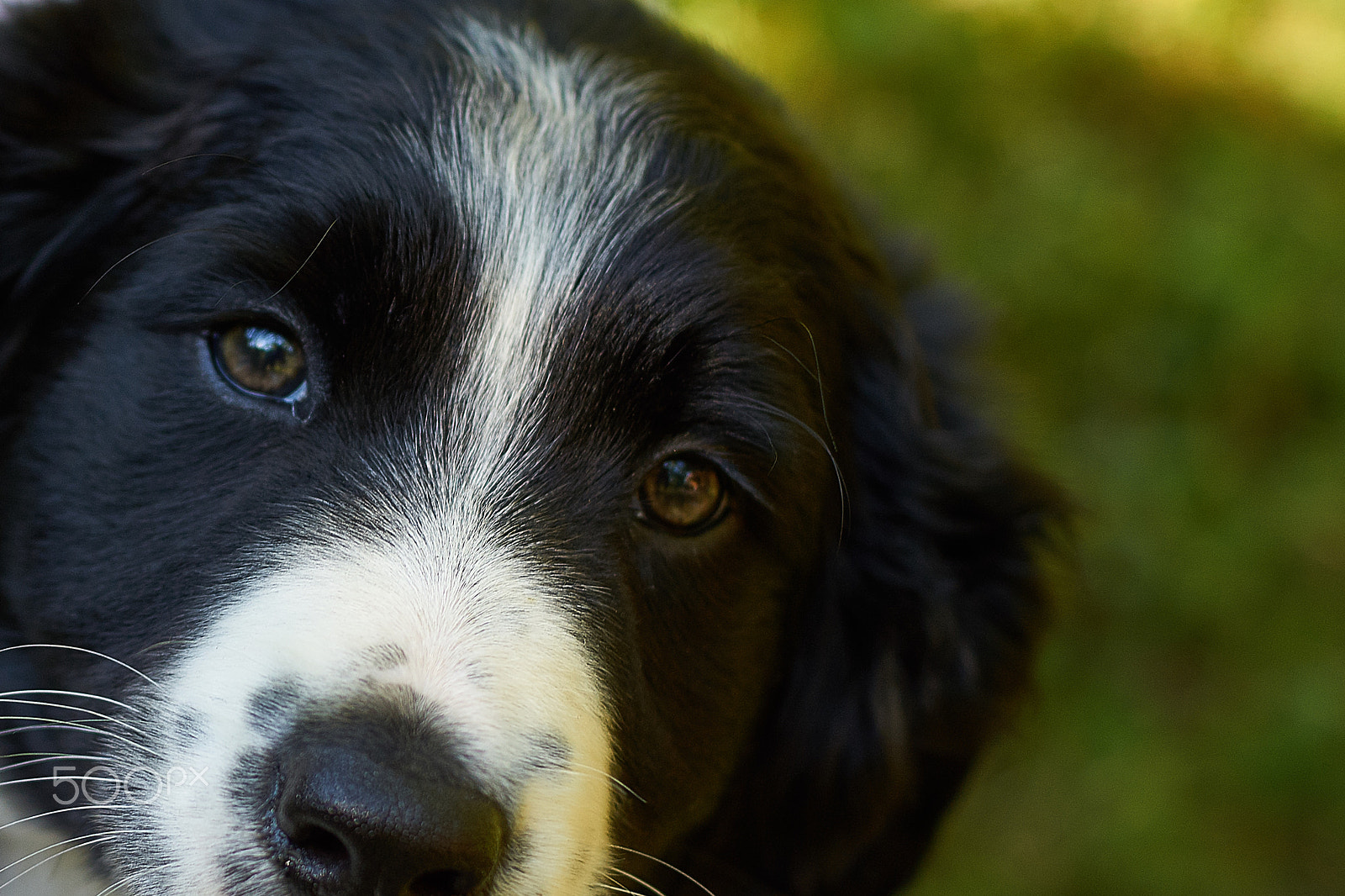 Sony ILCA-77M2 + Sony DT 35mm F1.8 SAM sample photo. Puppy "greta" - 2 photography
