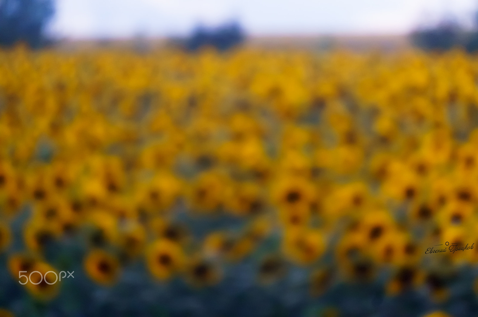 Sony Alpha NEX-5R sample photo. 1.jpg photography