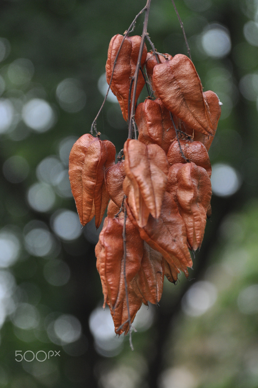 Sigma 18-125mm F3.8-5.6 DC OS HSM sample photo. Sonbahar geldi (autumn came) photography