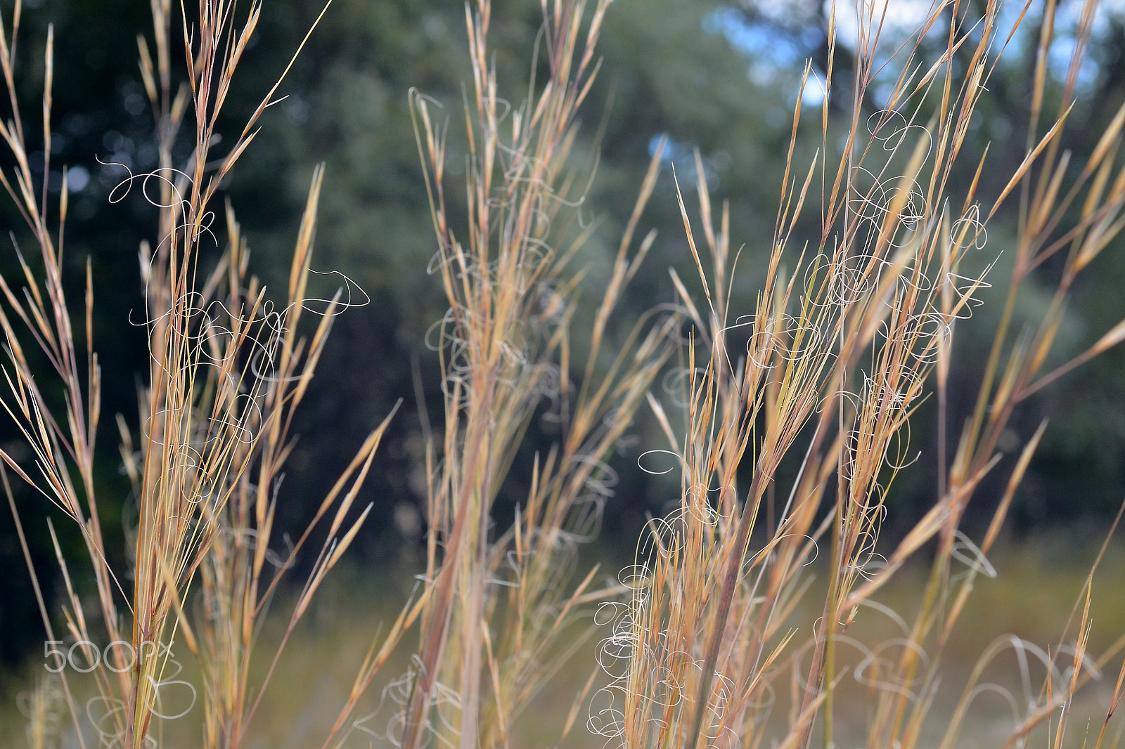 Nikon D7000 + Sigma 50mm F2.8 EX DG Macro sample photo. Ds photography