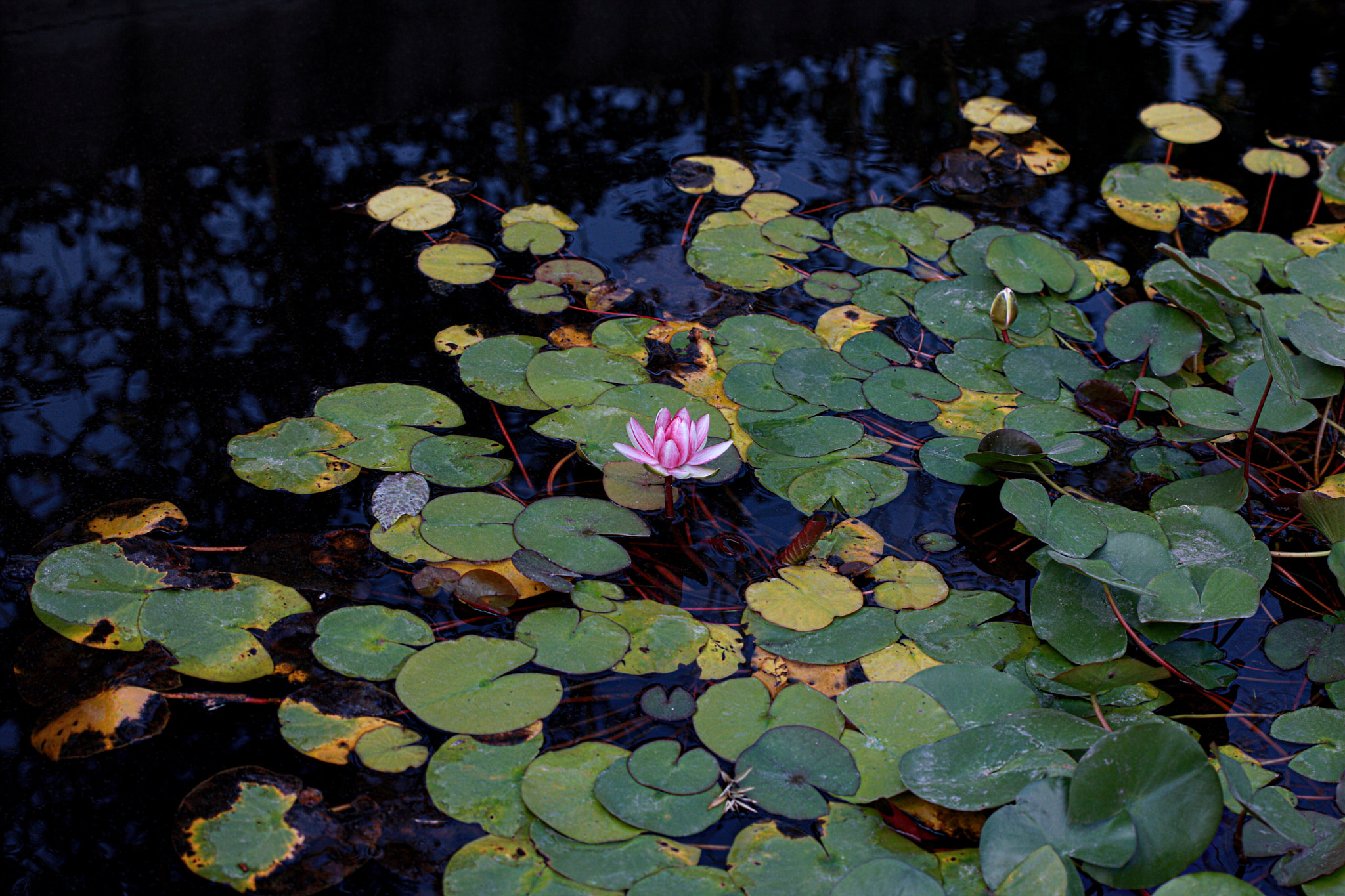 Canon EOS-1Ds Mark III sample photo