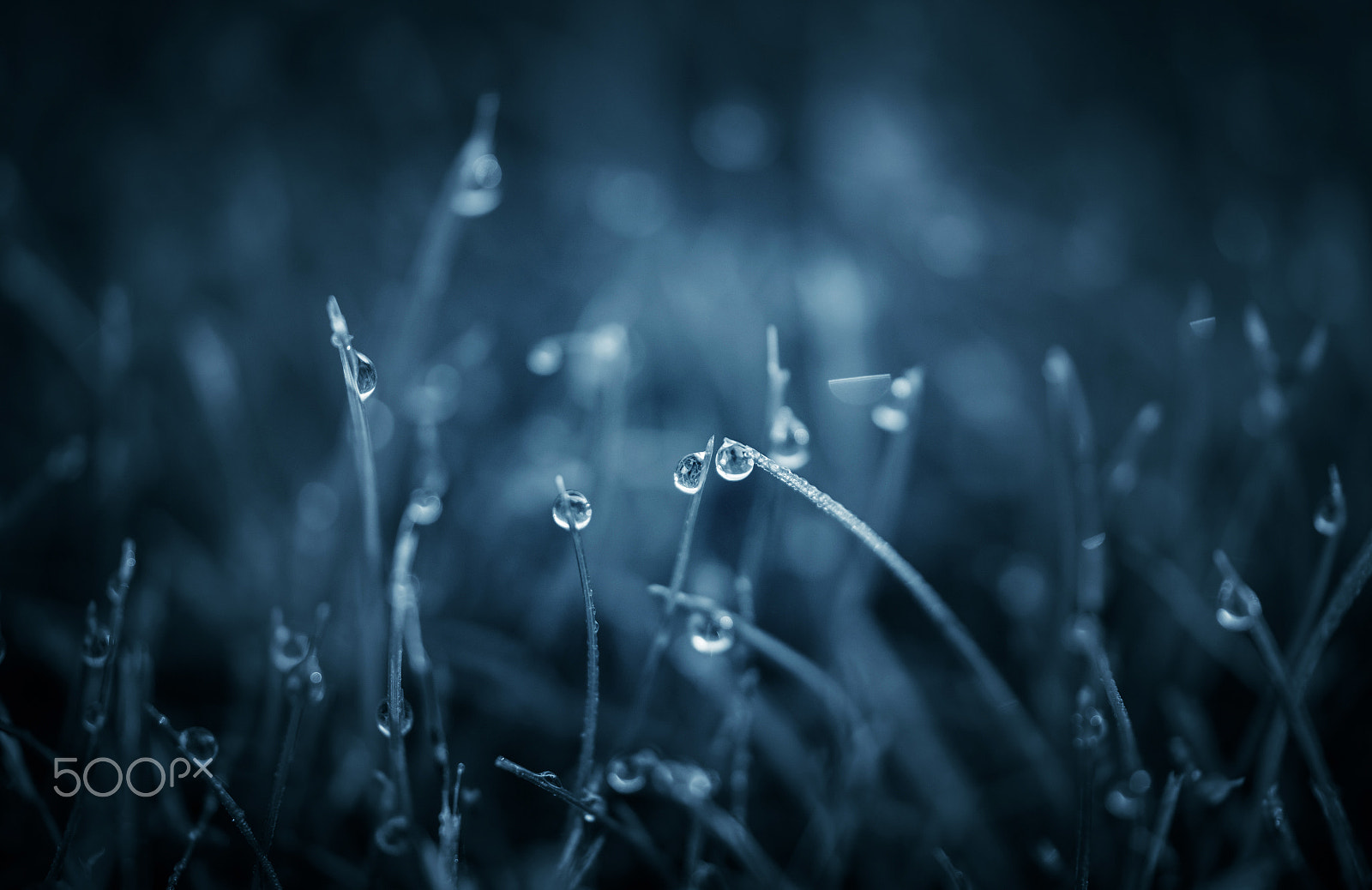 Samsung NX30 + Samsung NX 60mm F2.8 Macro ED OIS SSA sample photo. Moody blues photography