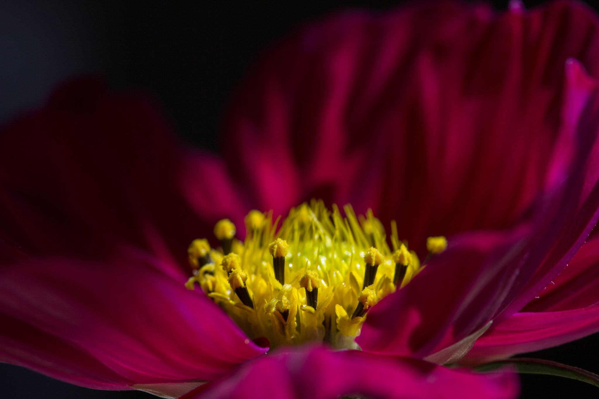 Canon EOS 60D + Sigma 105mm F2.8 EX DG Macro sample photo. Light - lumière photography