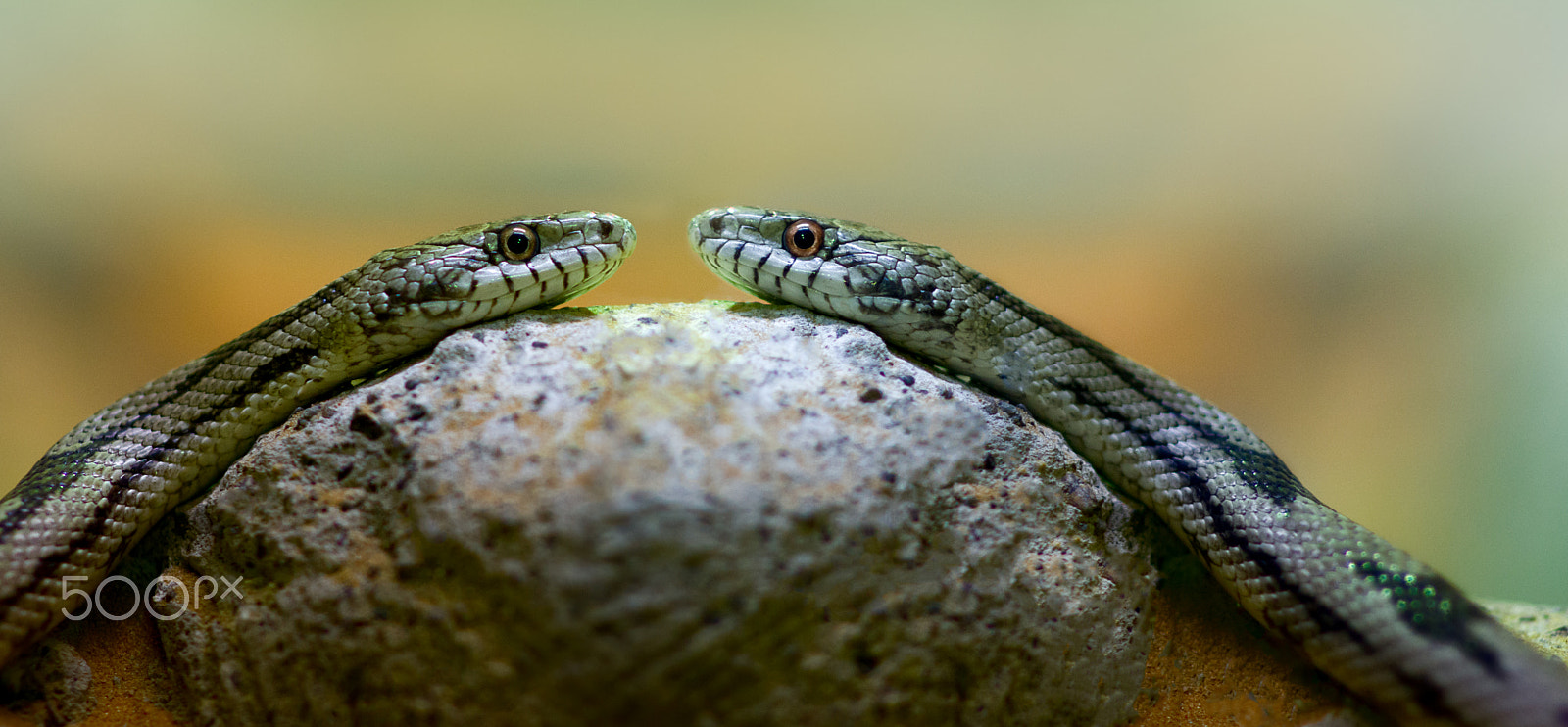 Nikon D7100 + Sigma 85mm F1.4 EX DG HSM sample photo. Two snakes photography