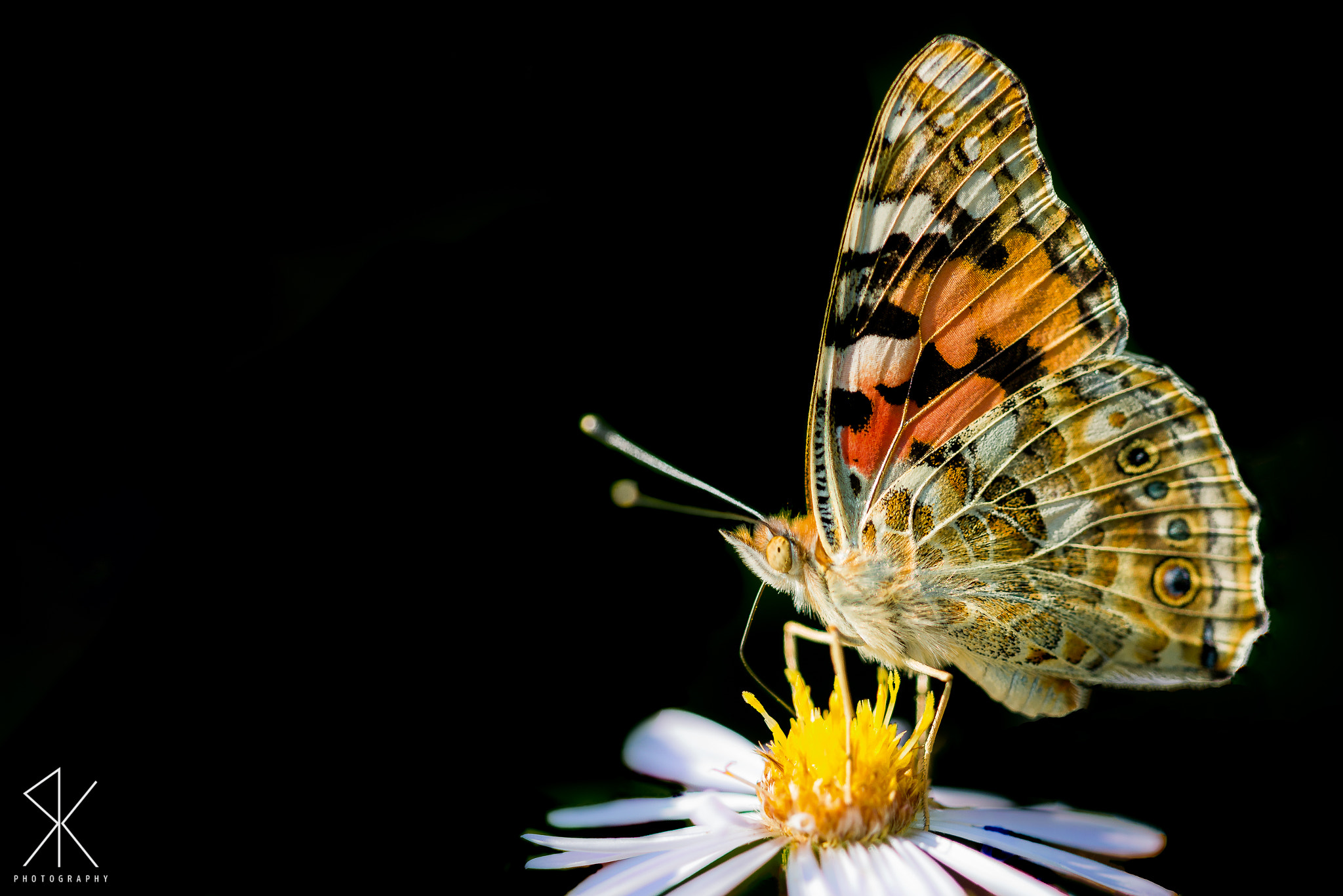 Sigma 150mm F2.8 EX DG Macro HSM sample photo. . photography