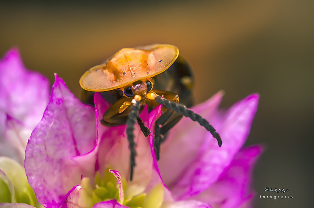 Nikon AF-S Micro-Nikkor 60mm F2.8G ED sample photo. () photography