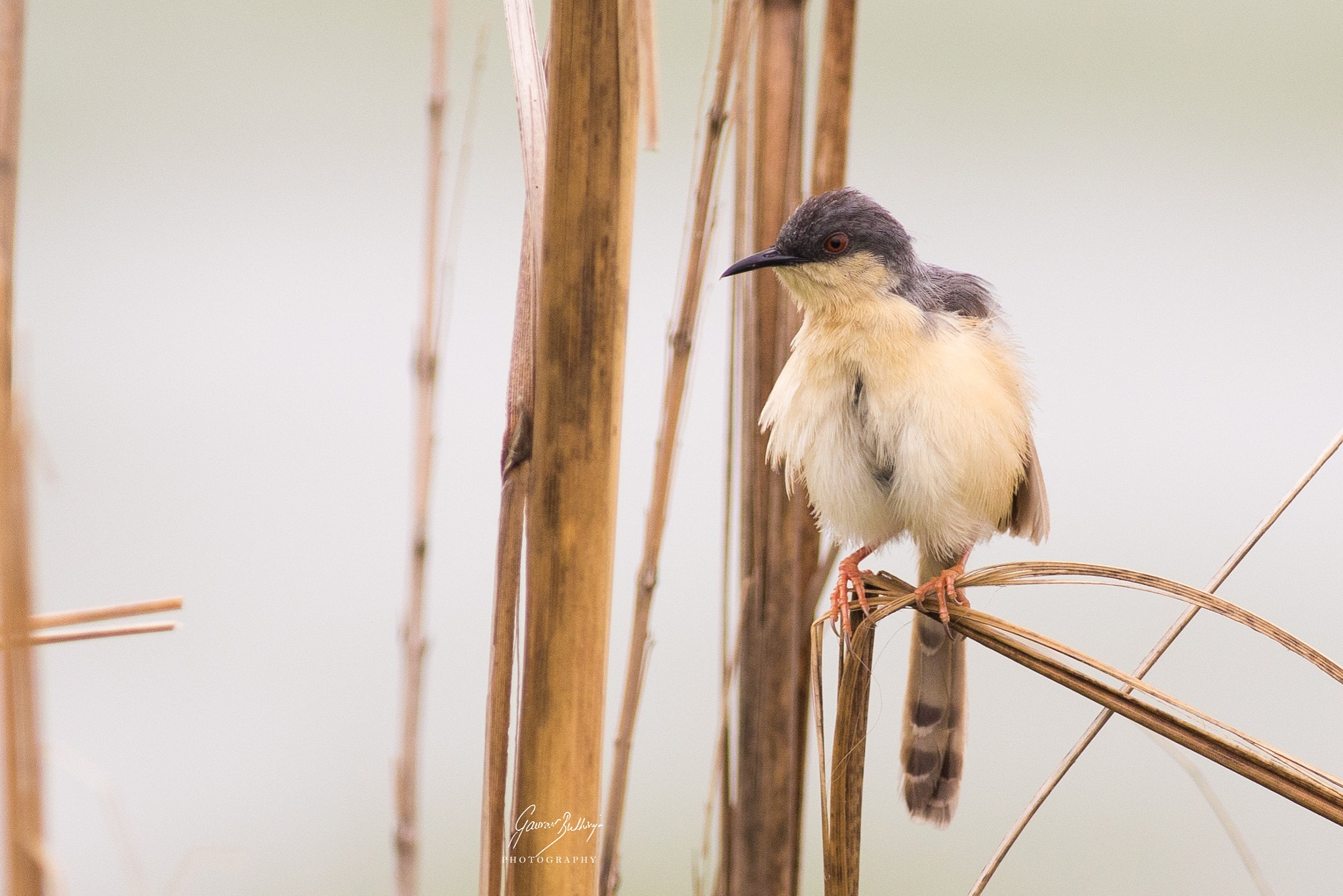 Canon EOS 6D + Canon EF 400mm F5.6L USM sample photo. Ashy prinia a tiny cute little bird rohtak haryana aug 2016 photography