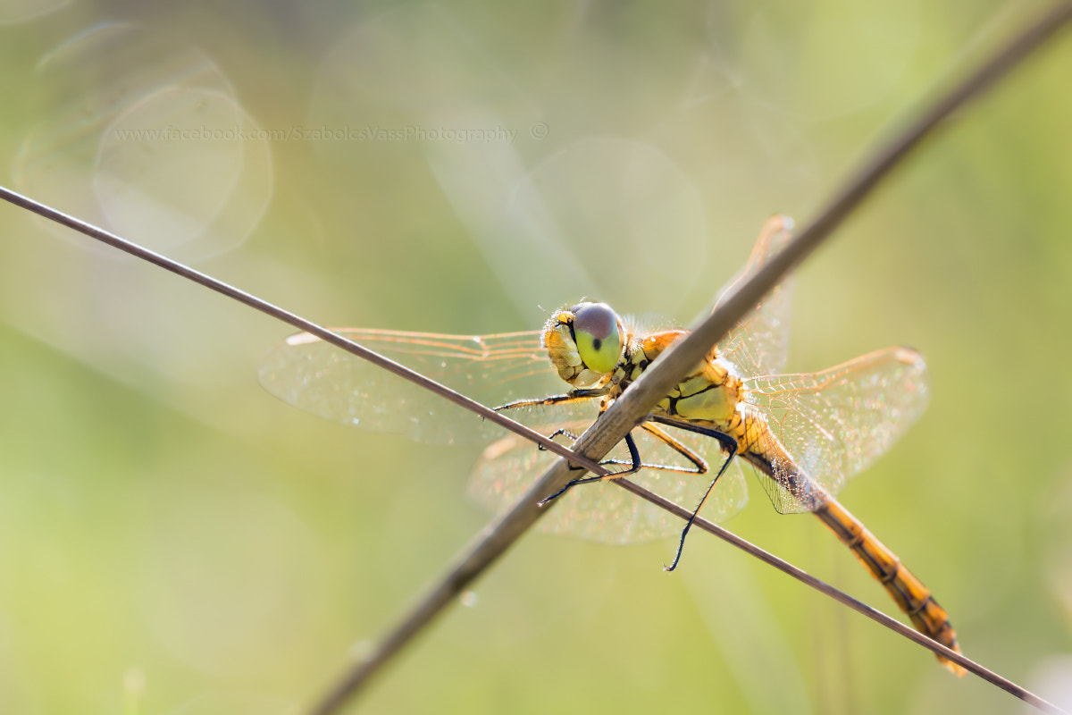 Nikon D5200 + Sigma 150mm F2.8 EX DG OS Macro HSM sample photo. X photography