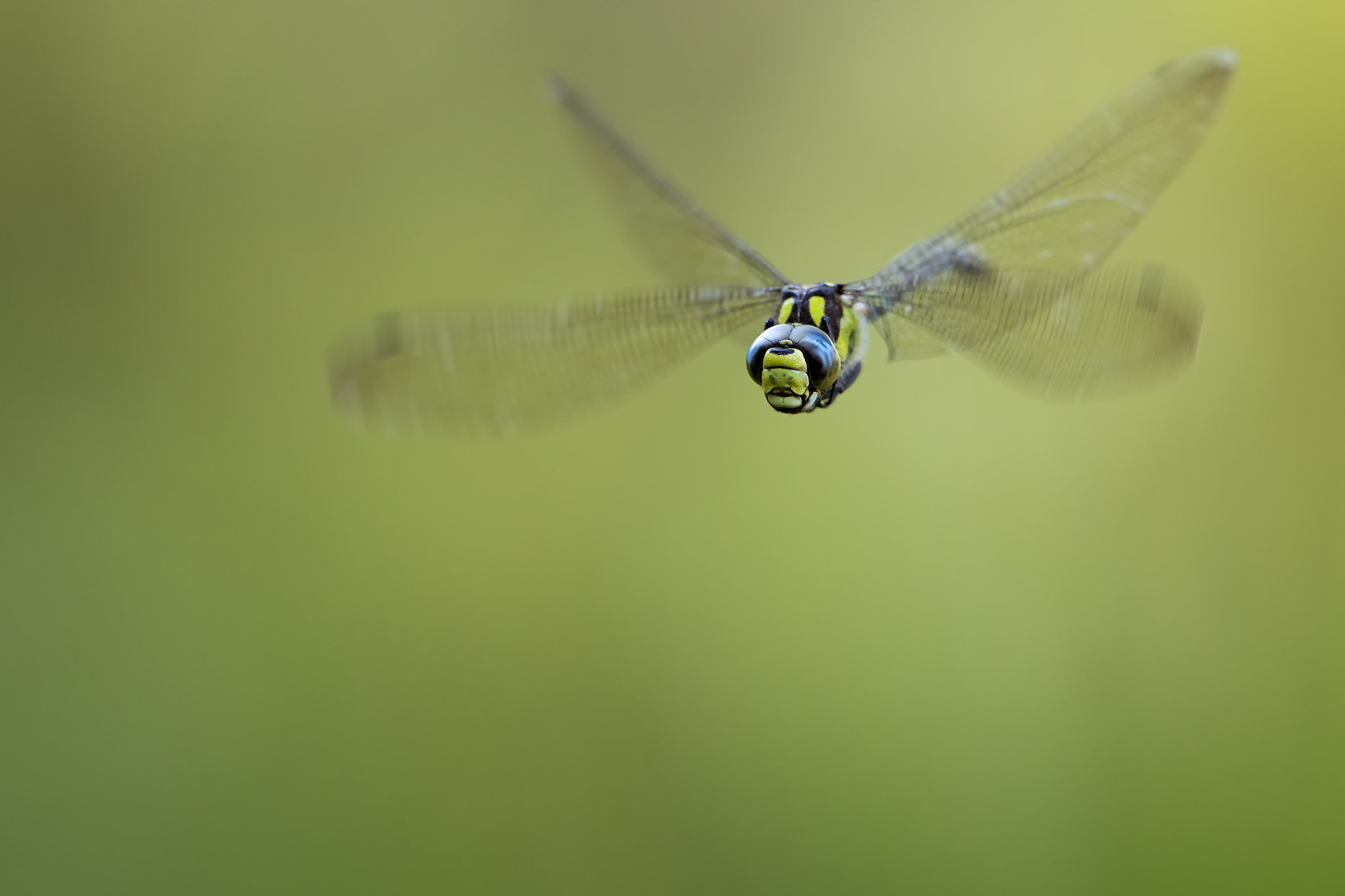 Canon EOS-1D X Mark II + Canon EF 300mm F2.8L IS II USM sample photo. Flight of the southern hawker # 7 frust photography