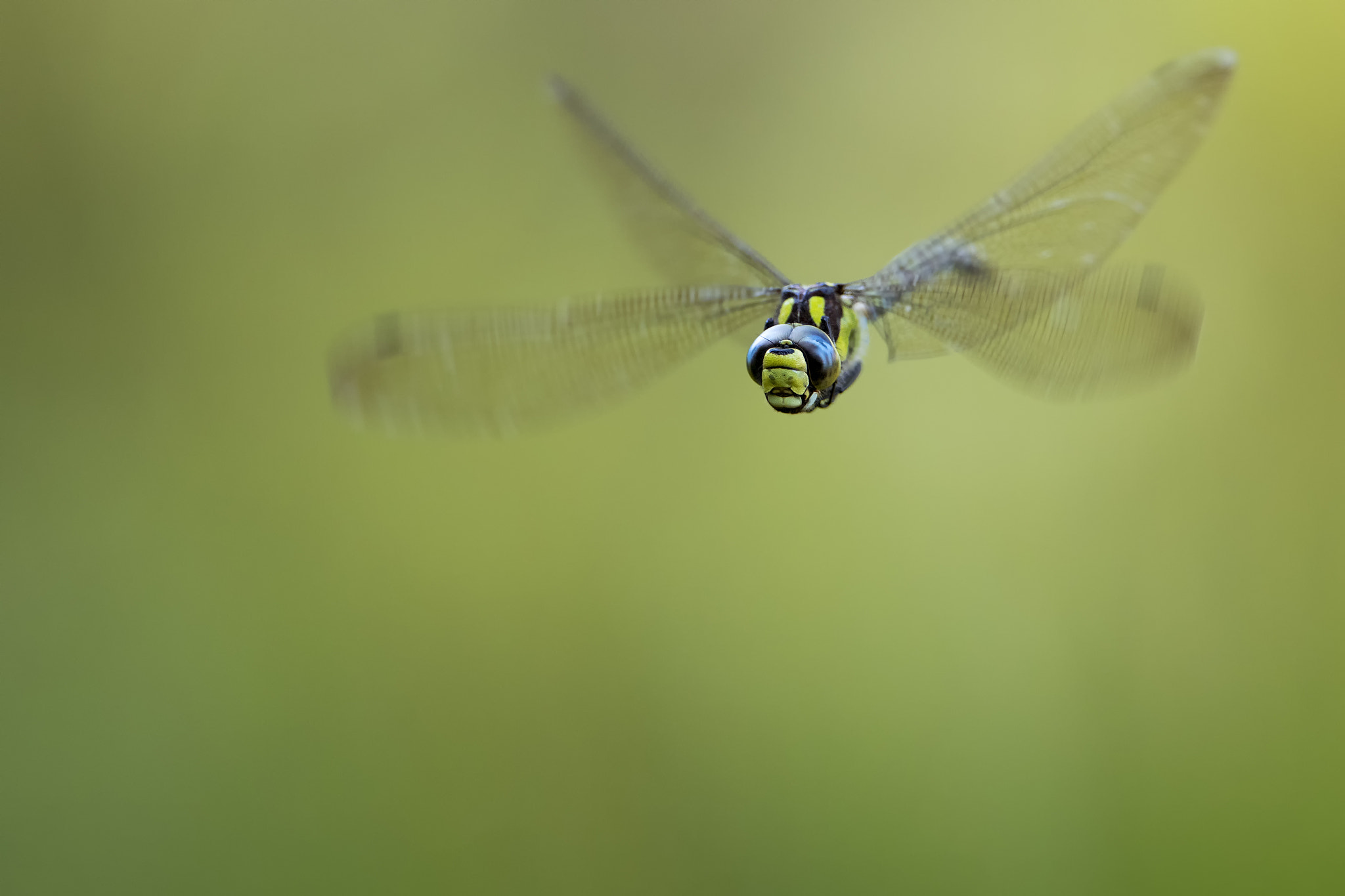 Canon EF 300mm F2.8L IS II USM sample photo. Flight of the southern hawker # 7 frust photography