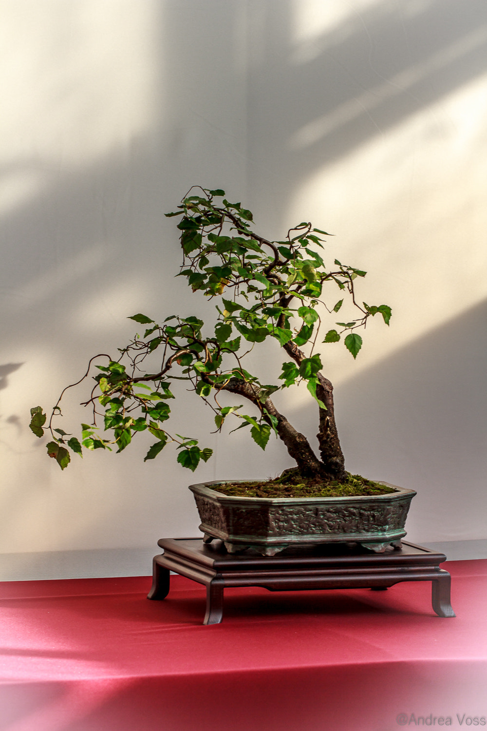 Canon EOS 60D + Canon EF 100mm F2.8L Macro IS USM sample photo. Bonsai photography