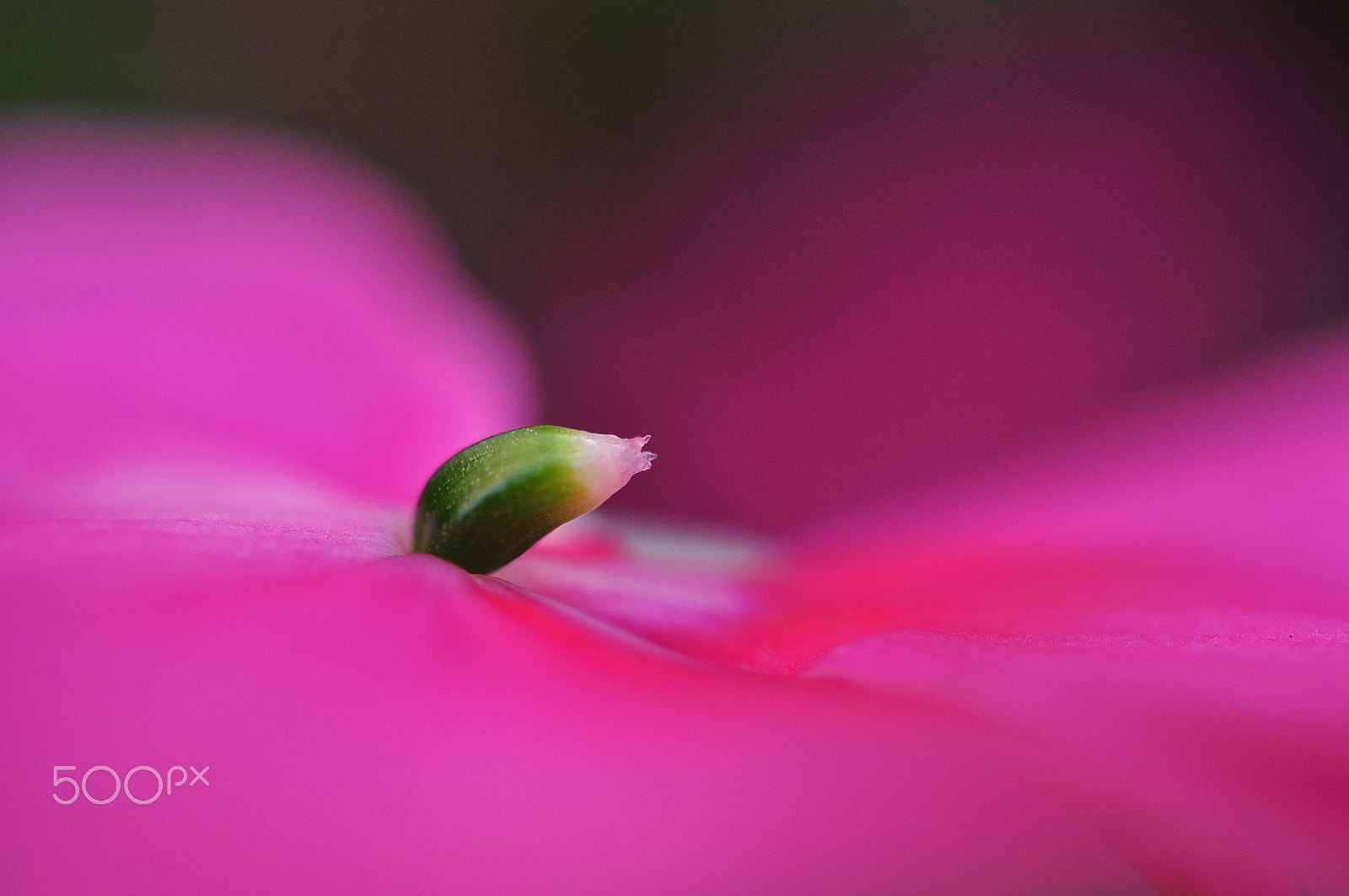 Nikon AF-S DX Micro Nikkor 40mm F2.8 sample photo. Impatiens photography