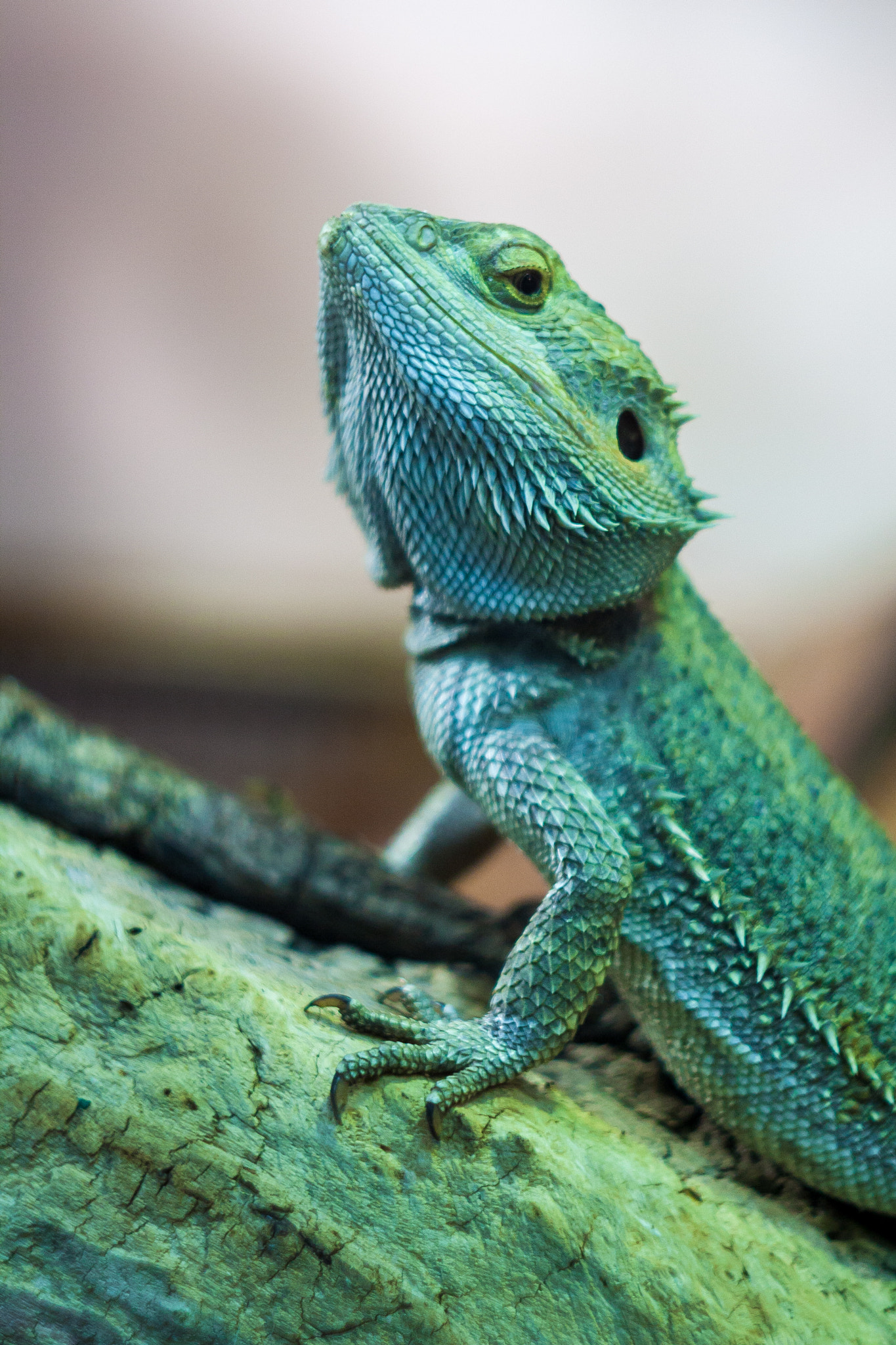 Canon EF 35-80mm f/4-5.6 sample photo. Big face photography