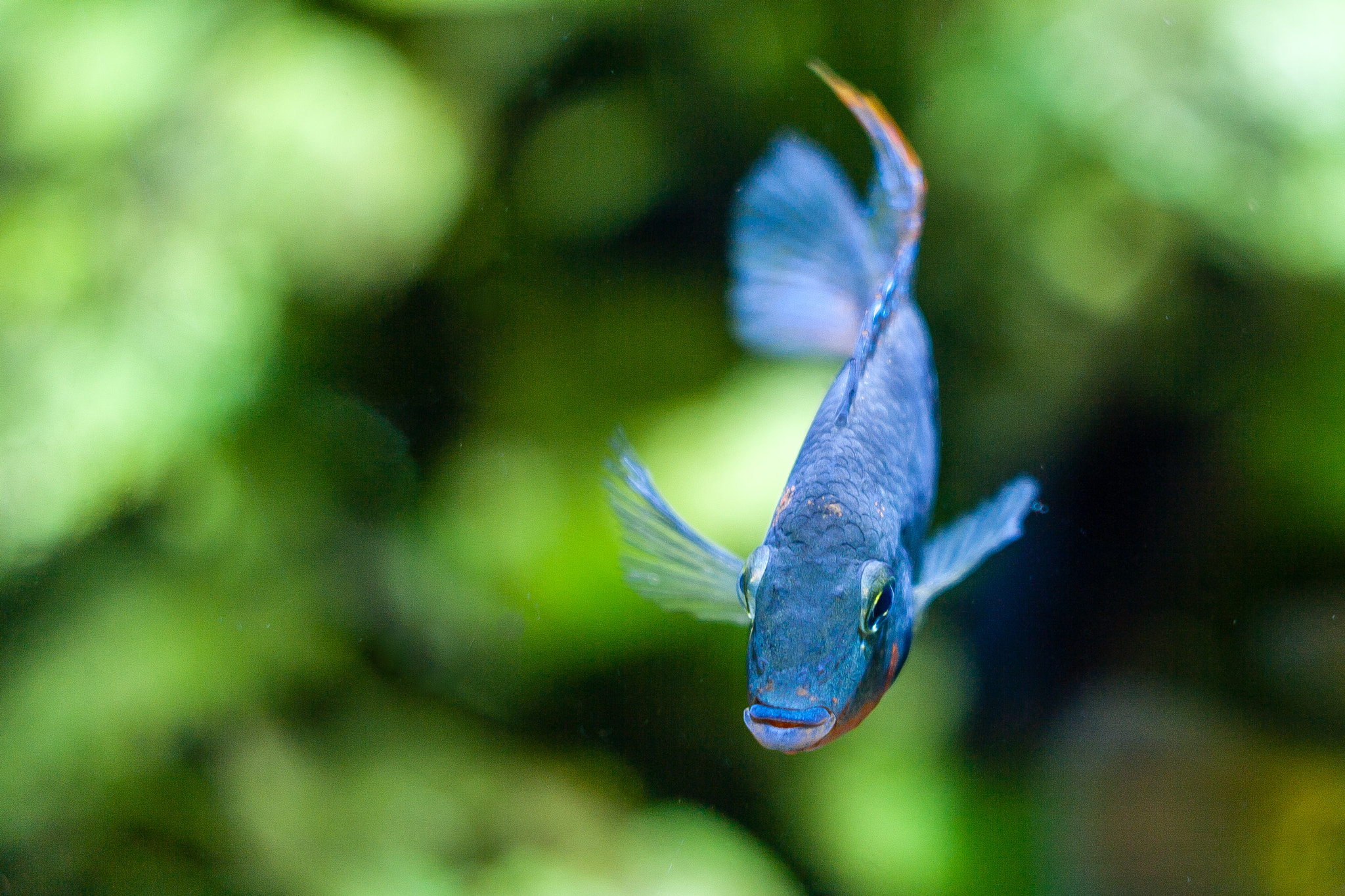 Canon EF 35-80mm f/4-5.6 sample photo. Blue fish photography