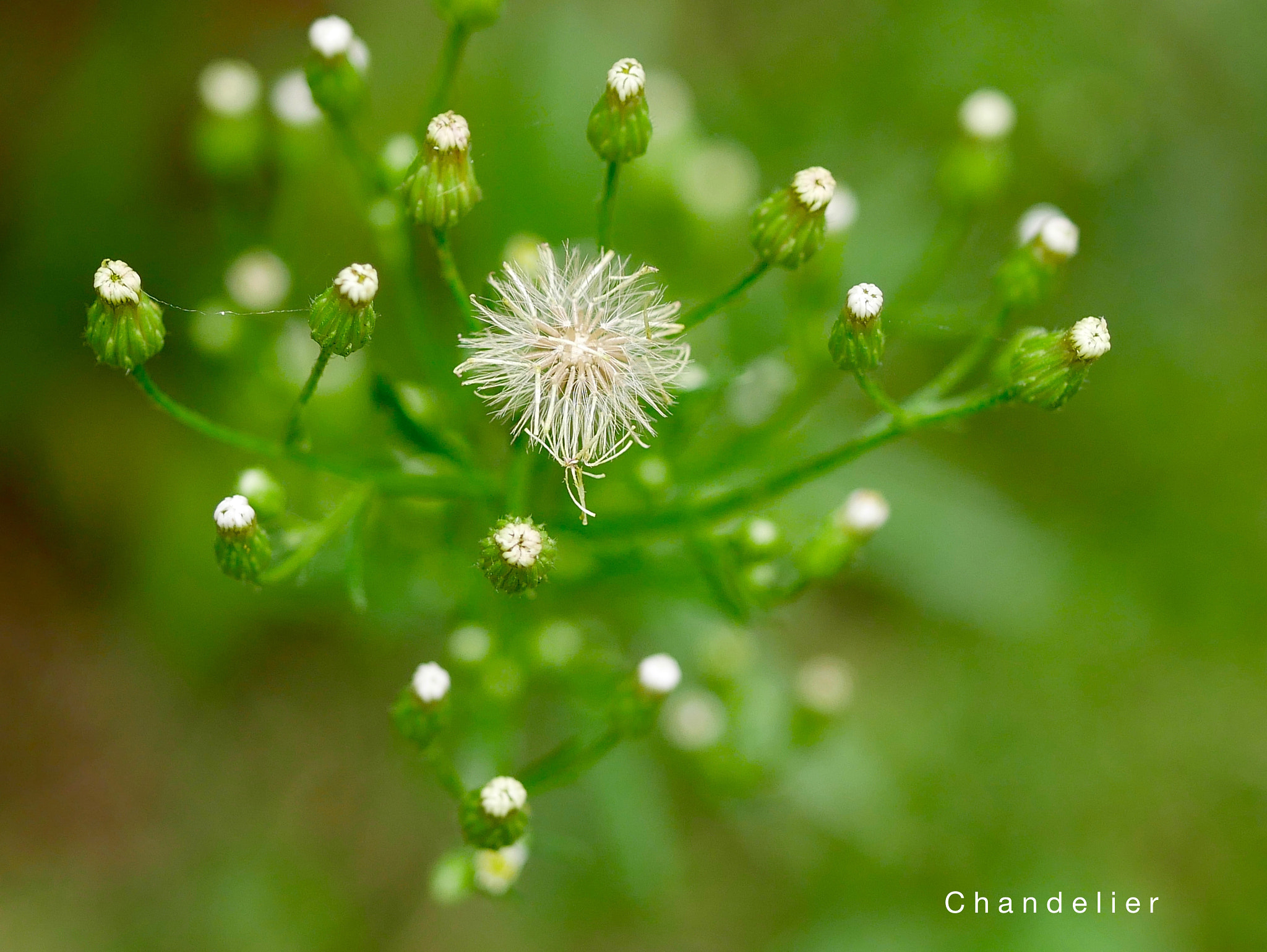 Panasonic Lumix G Macro 30mm F2.8 ASPH Mega OIS sample photo. C h a n d e l i e r photography
