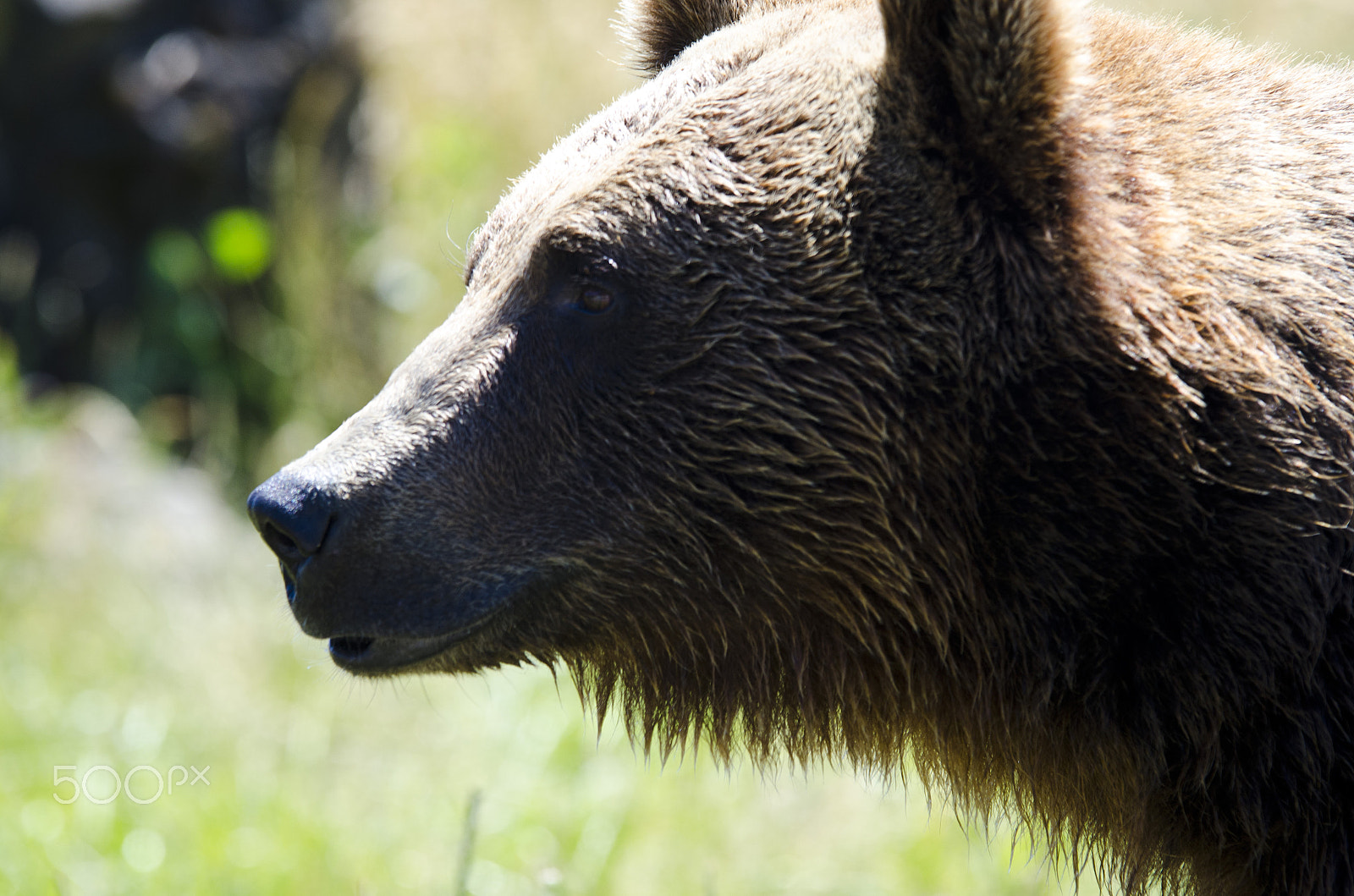 Sigma 70-200mm F2.8 EX DG OS HSM sample photo. Bear photography