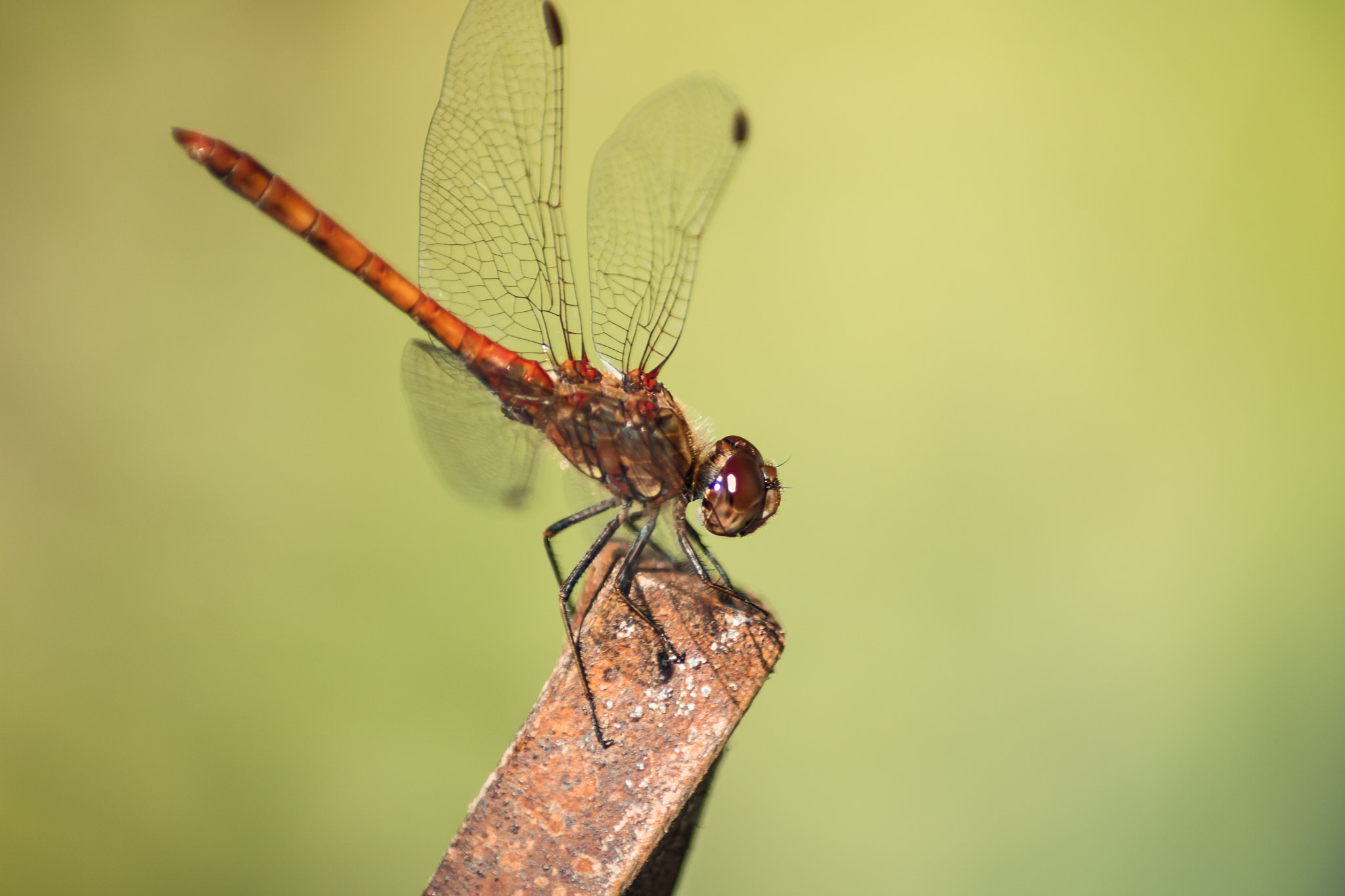 Canon EOS 750D (EOS Rebel T6i / EOS Kiss X8i) sample photo. Dragonfly photography