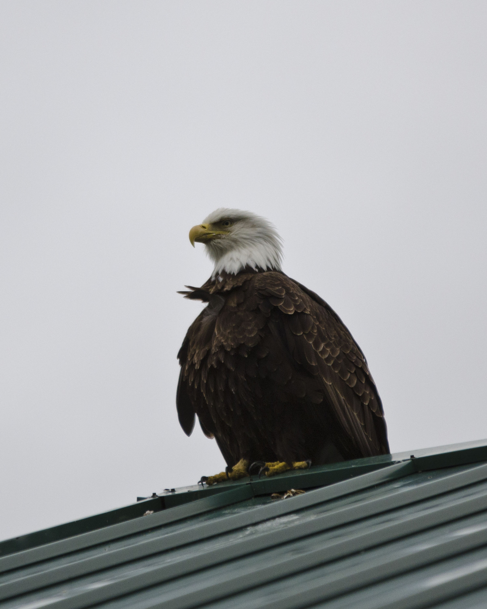 Sigma 70-200mm F2.8 EX DG OS HSM sample photo. Eagle photography