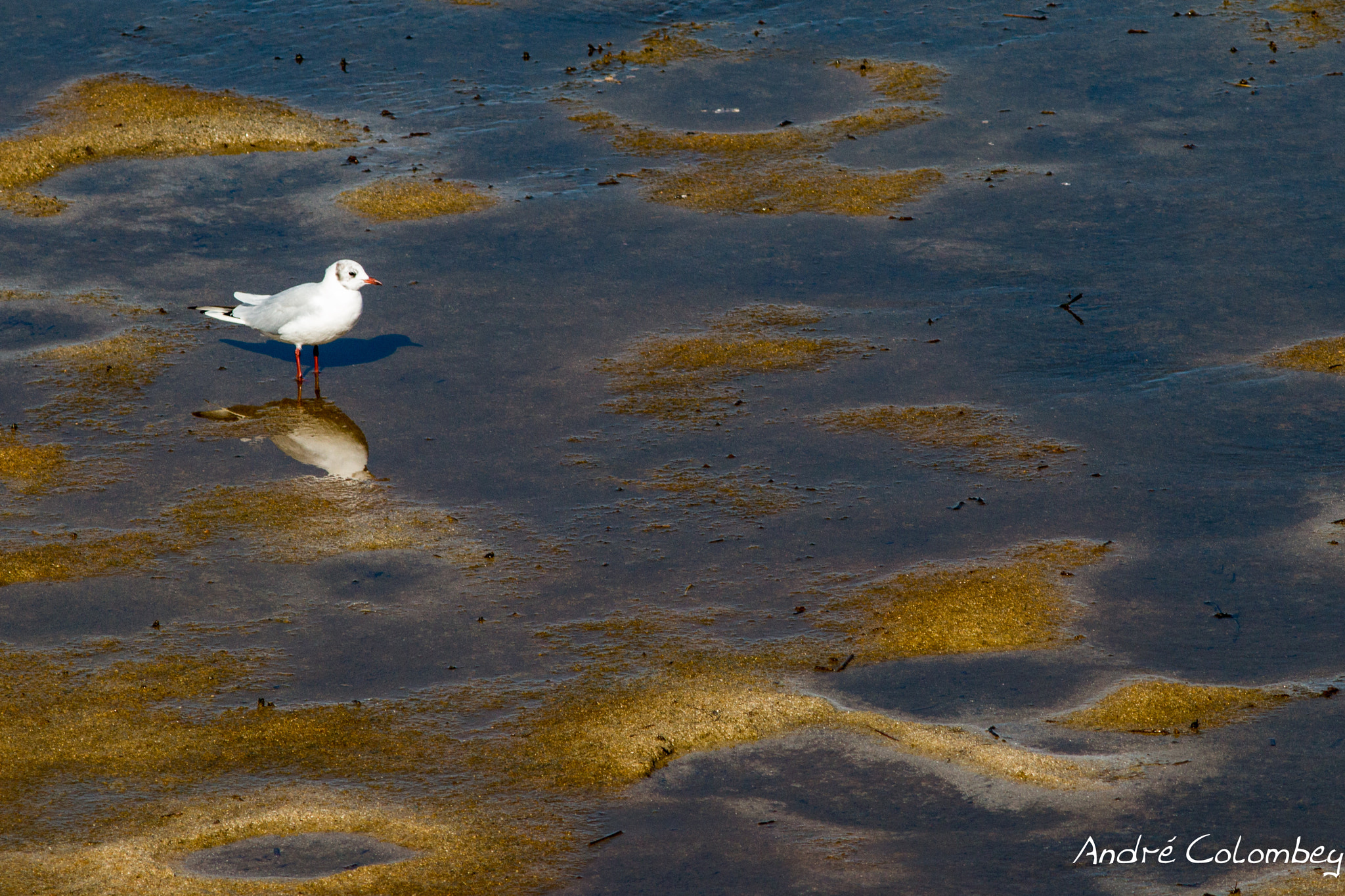 Canon EOS 70D + Canon EF 300mm F4L IS USM sample photo. Wading photography