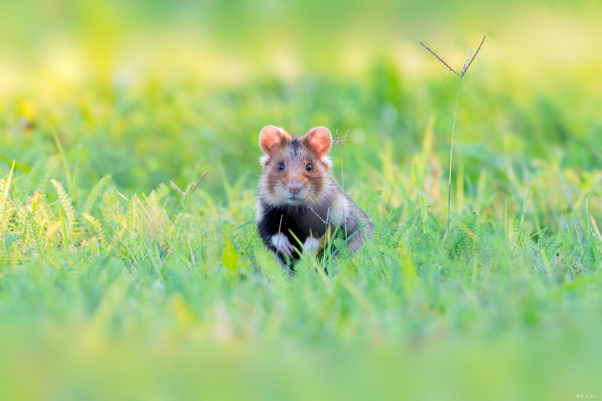 Nikon AF-S Nikkor 200-500mm F5.6E ED VR sample photo. Junger feldhamster photography