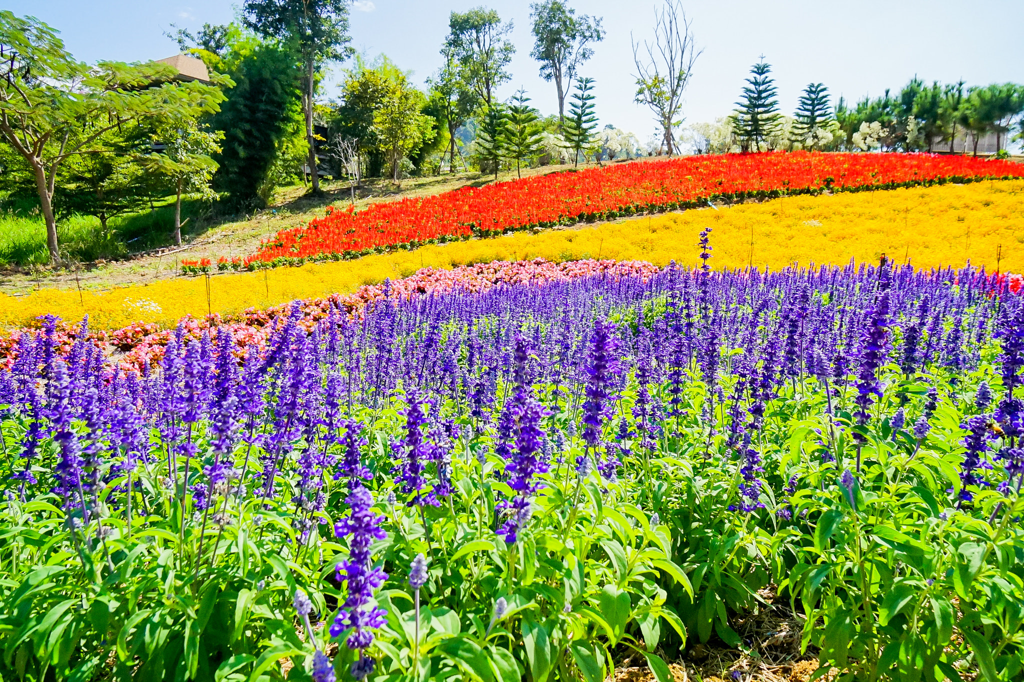 Sony a7 + Sony Vario-Tessar T* E 16-70mm F4 ZA OSS sample photo. Dsc photography