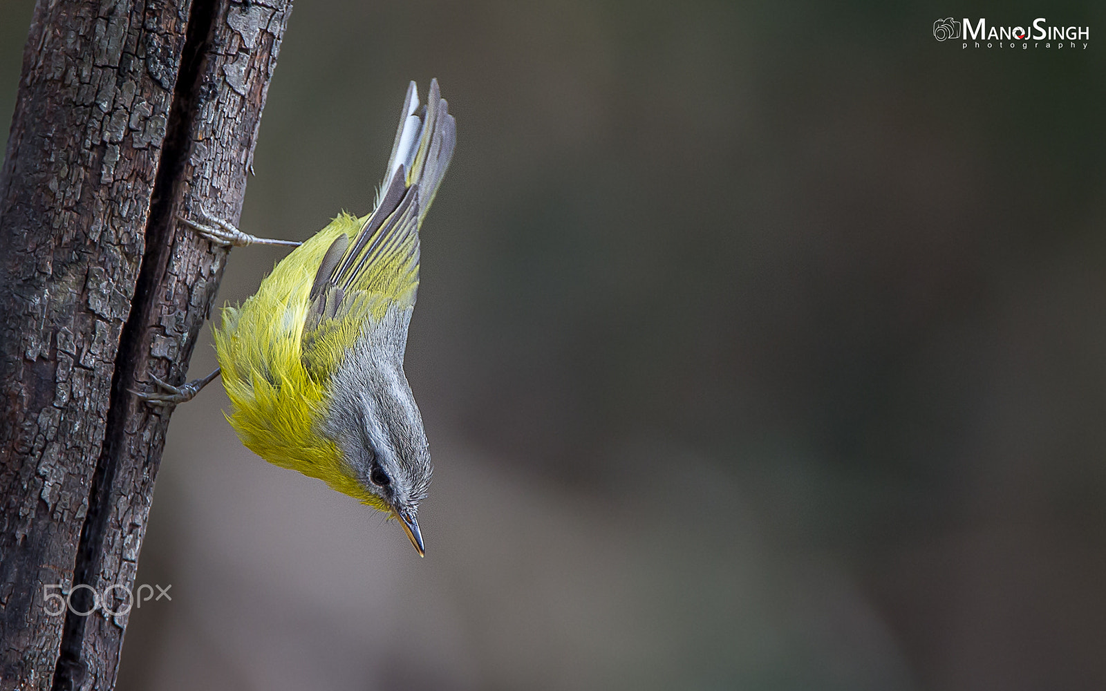 Canon EF 500mm F4L IS USM sample photo. Grey headed warbler photography