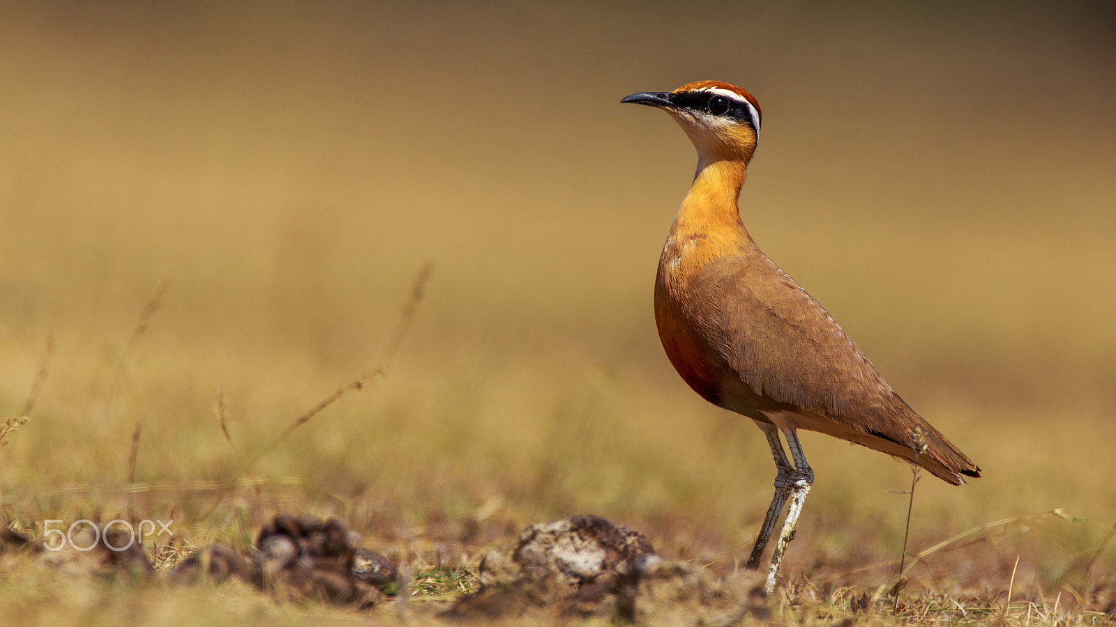 Sigma 150-600mm F5-6.3 DG OS HSM | C sample photo. Eyebrowed beauty photography