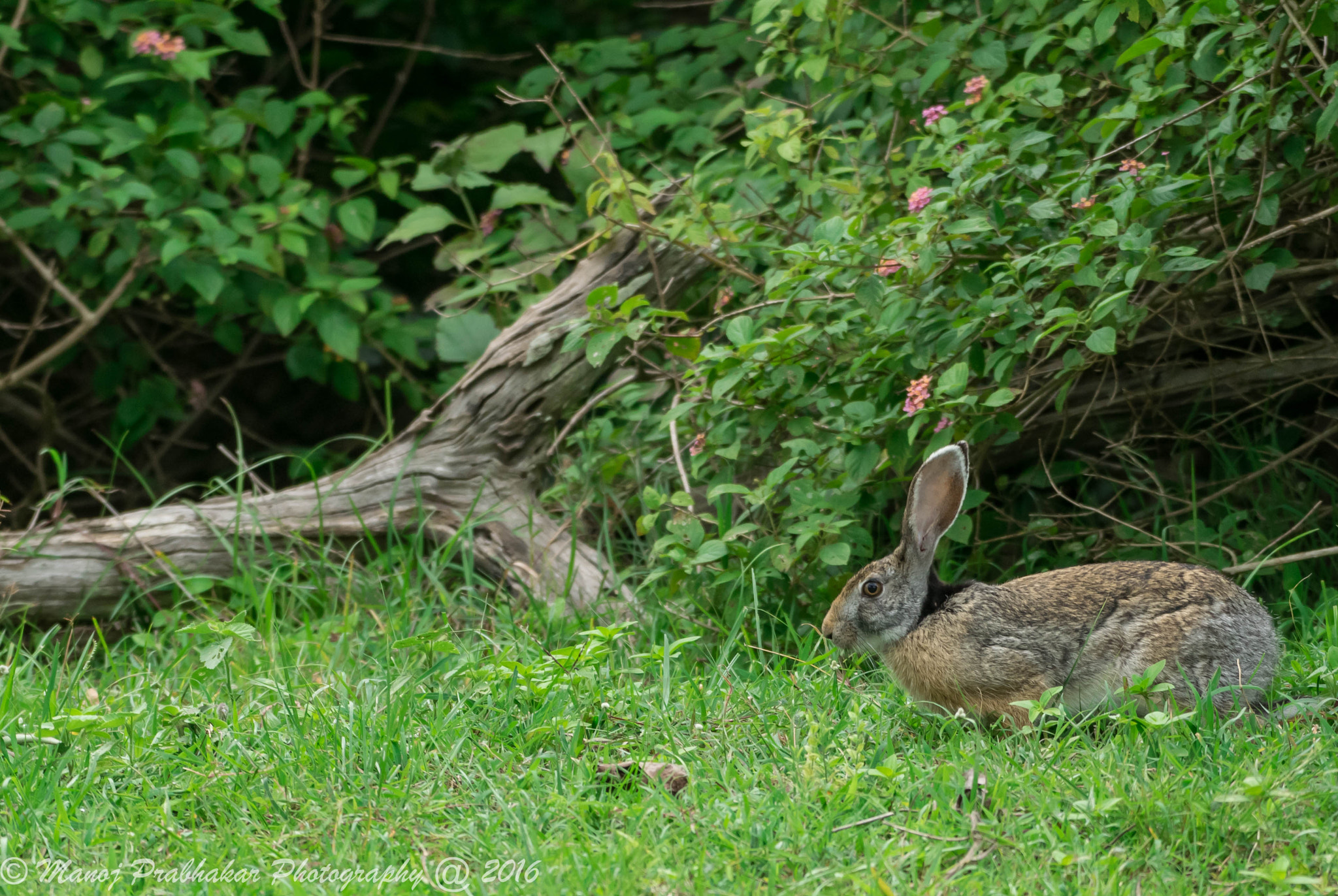 Nikon AF-S Nikkor 200-500mm F5.6E ED VR sample photo. Hare habitat photography