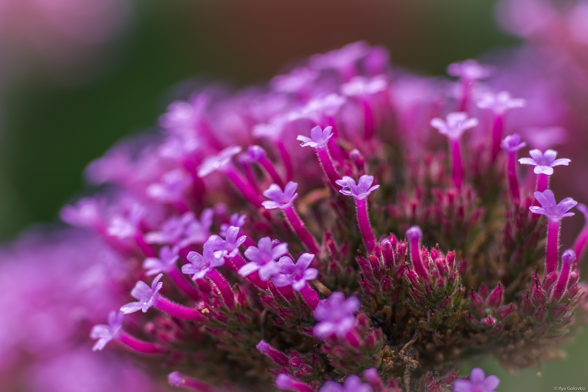 smc PENTAX-FA MACRO 100mm F3.5 sample photo. A small universe photography