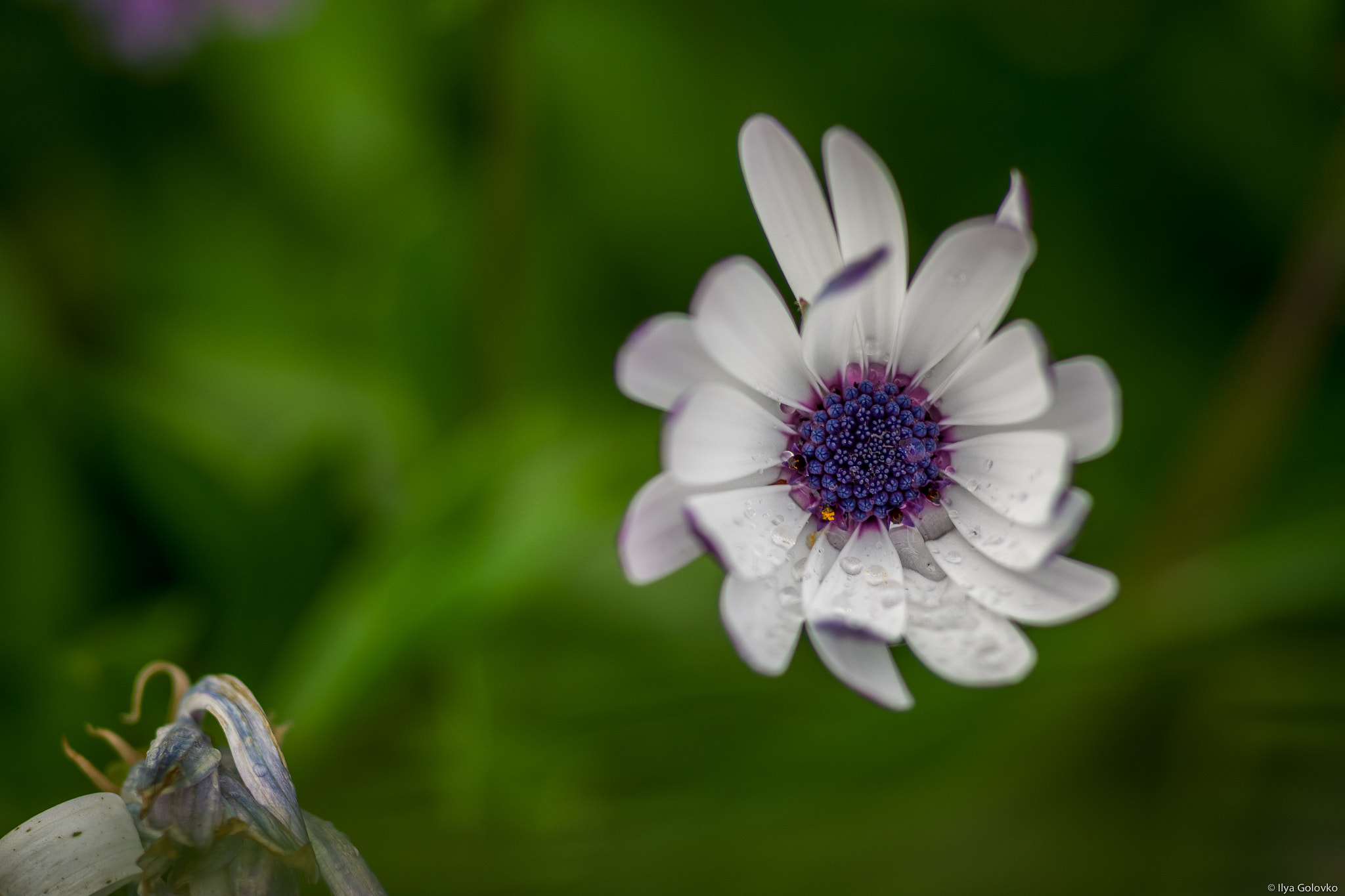 Pentax K-S2 + smc PENTAX-FA MACRO 100mm F3.5 sample photo. A hovering flower photography