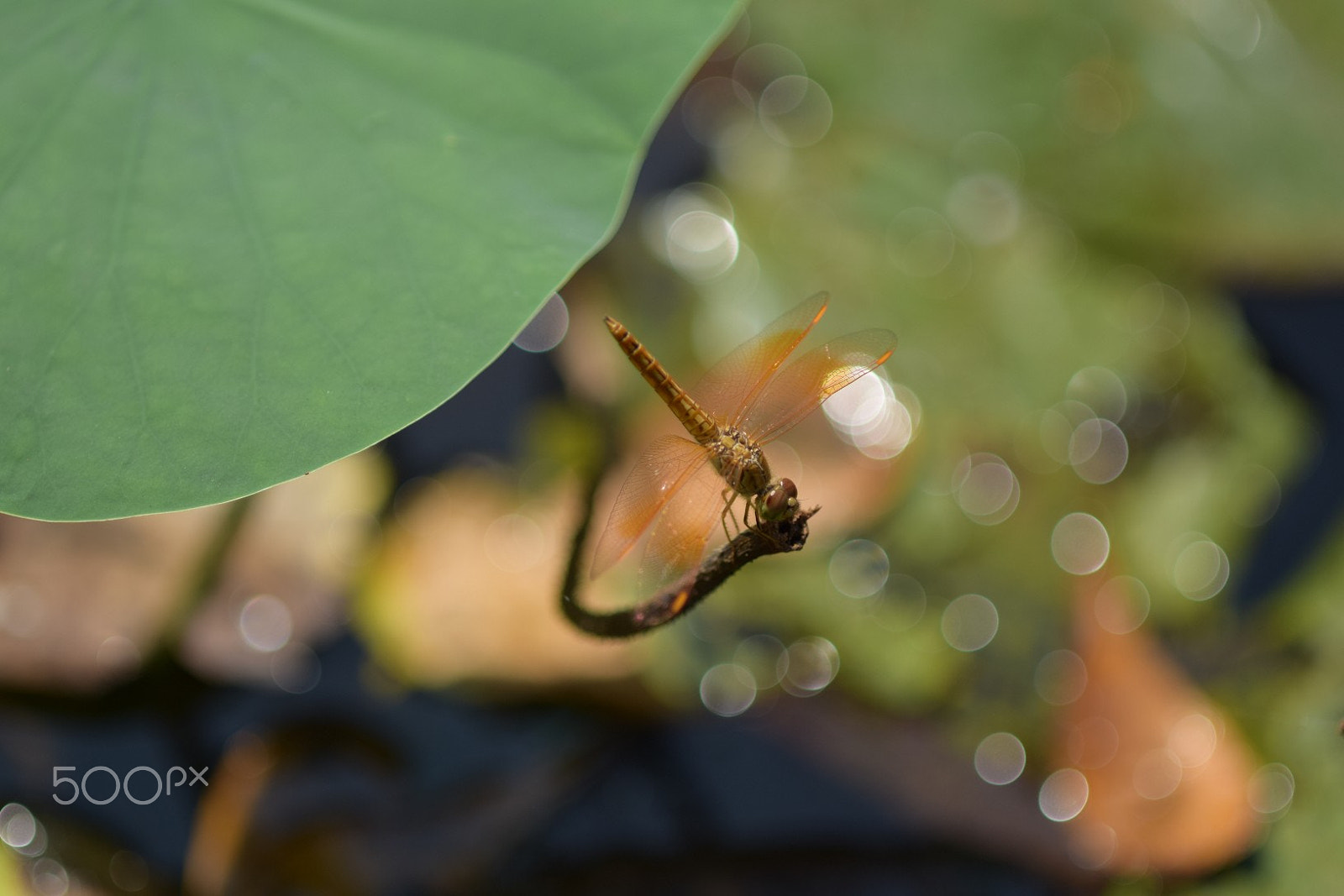Tamron SP AF 90mm f/2.5 Macro (152E) sample photo. Dragonfly photography