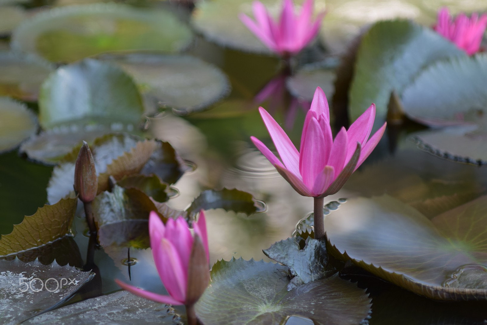 Tamron SP AF 90mm f/2.5 Macro (152E) sample photo. Water lily photography