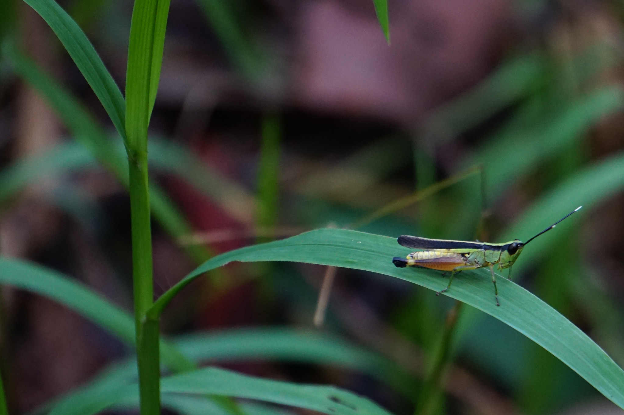 Sony E 55-210mm F4.5-6.3 OSS sample photo. Grasshopper photography