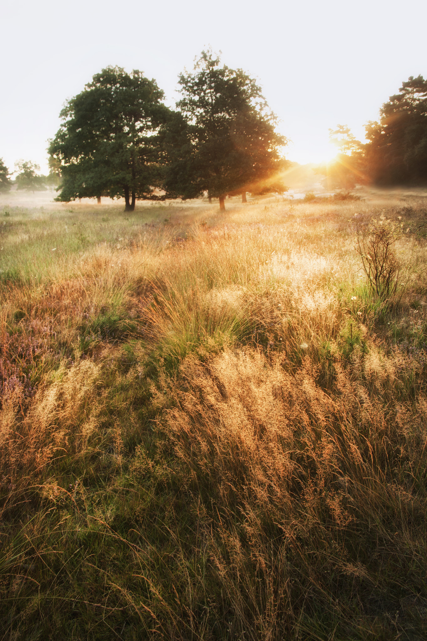 Canon EOS 50D sample photo. Early morning photography